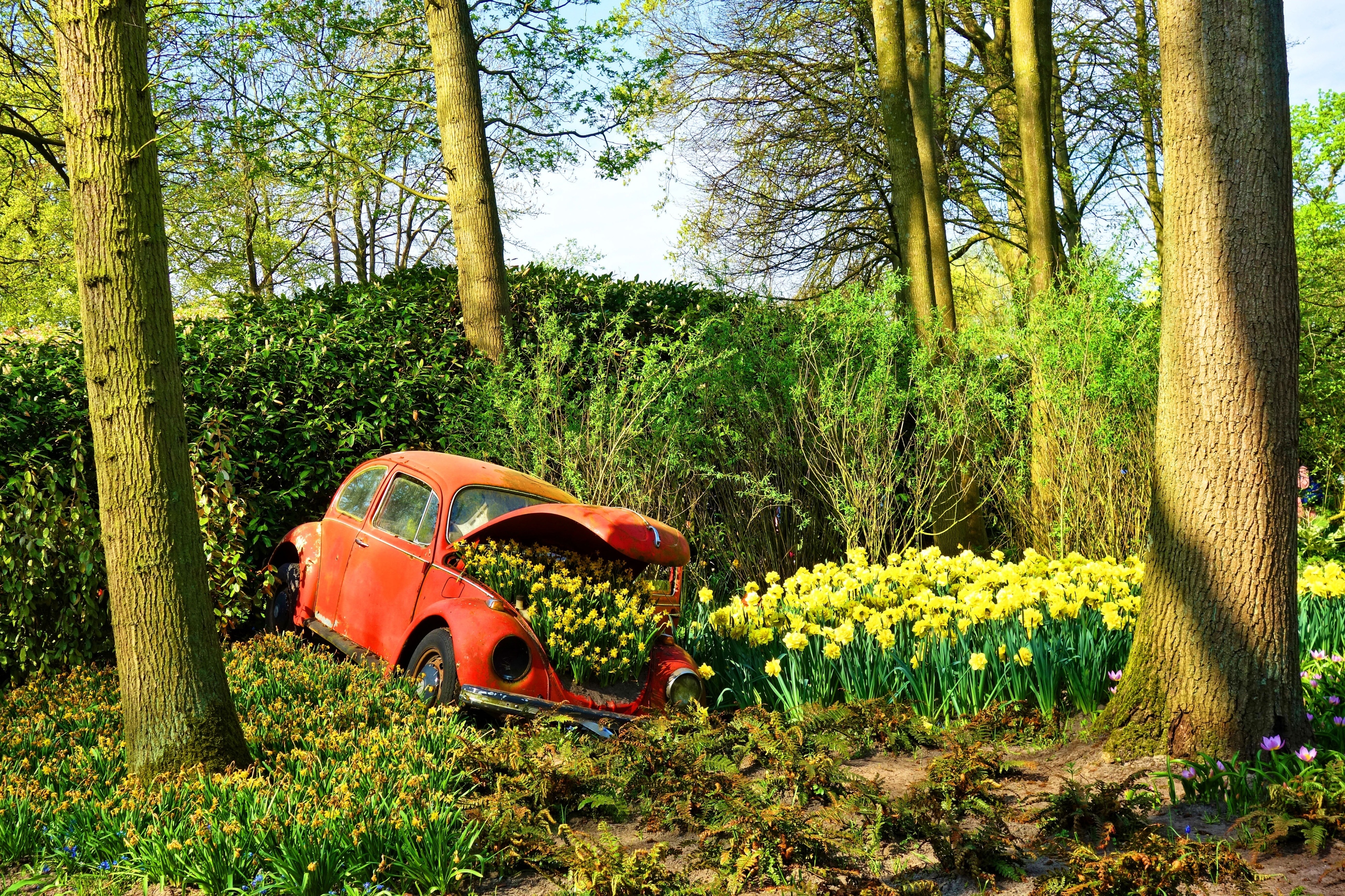 General 3900x2600 car vehicle wreck Volkswagen Beetle flowers yellow flowers garden red cars