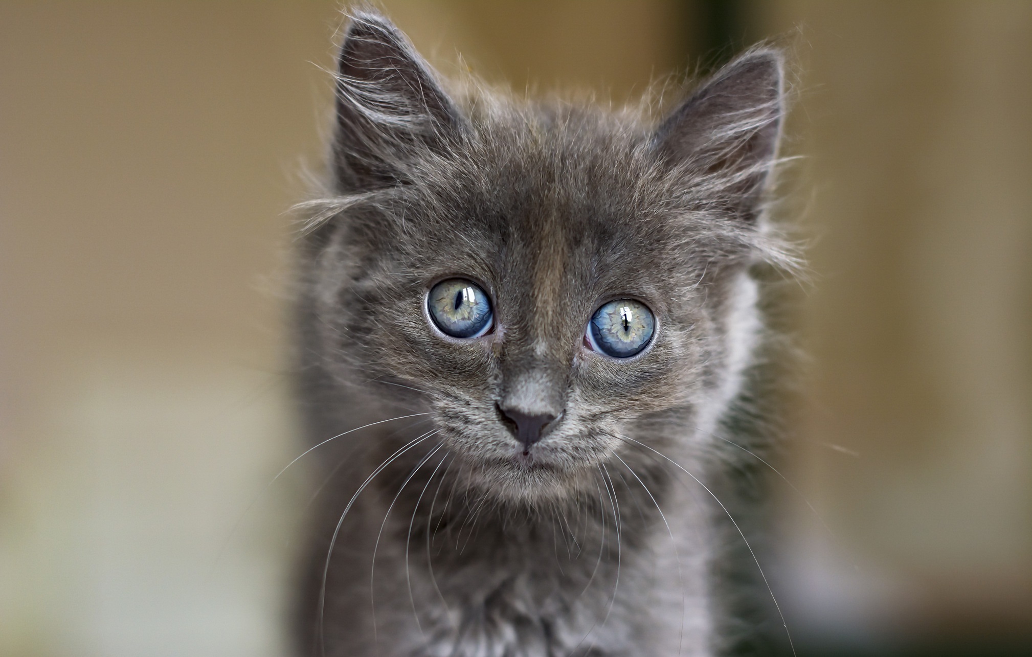 General 2018x1285 cats animals kittens blue eyes