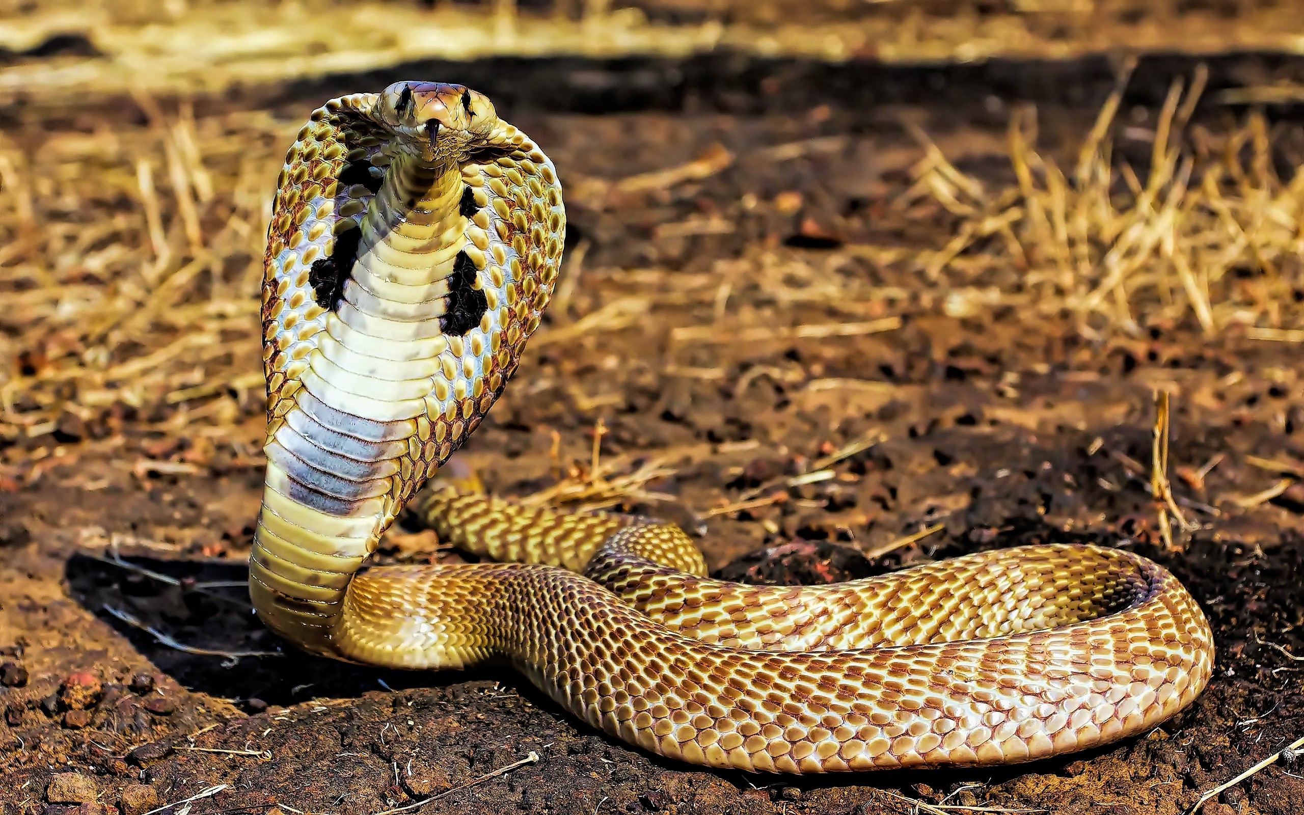 General 2560x1600 animals snake reptiles cobra 