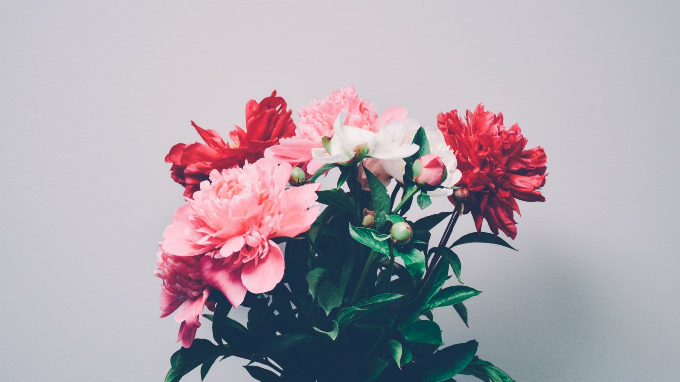 General 1366x768 flowers red flowers pink flowers bouquets still life simple background plants