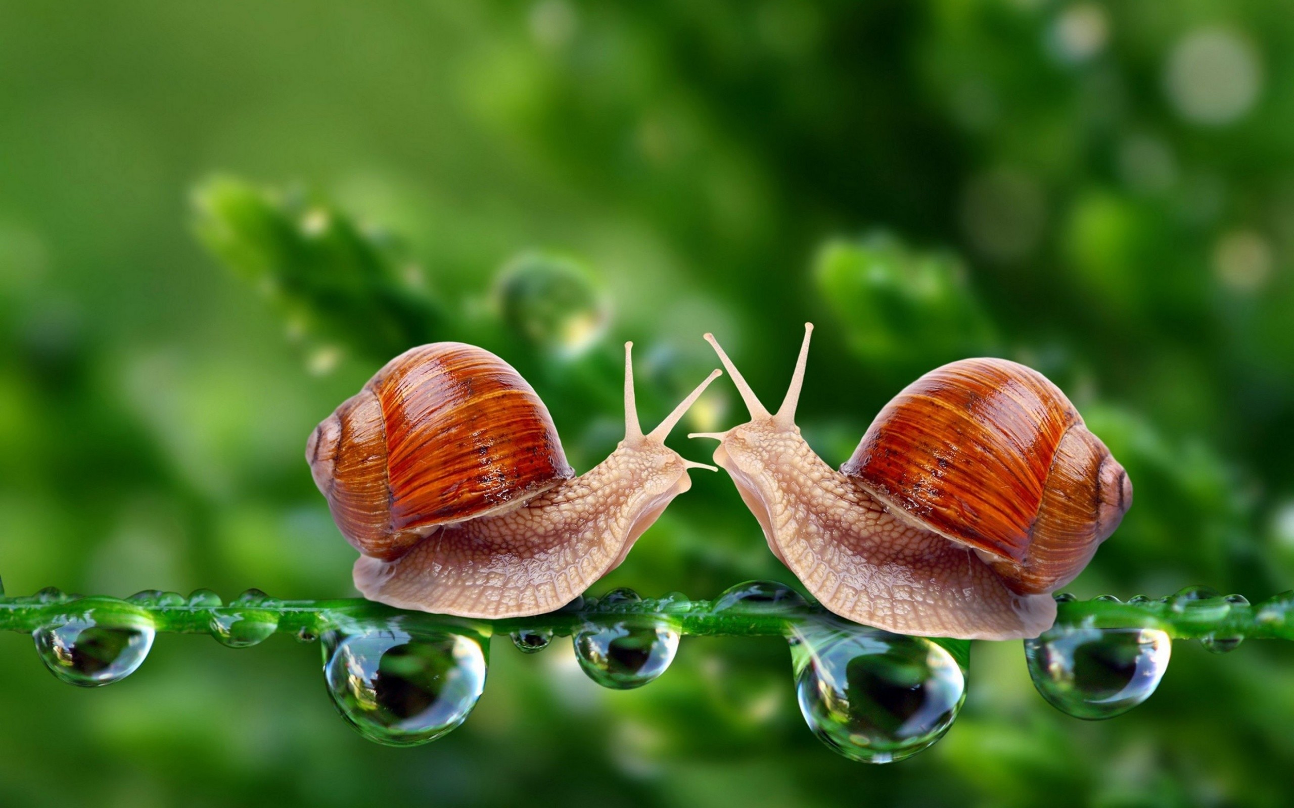 General 2560x1600 snail animals water drops wildlife green background nature closeup
