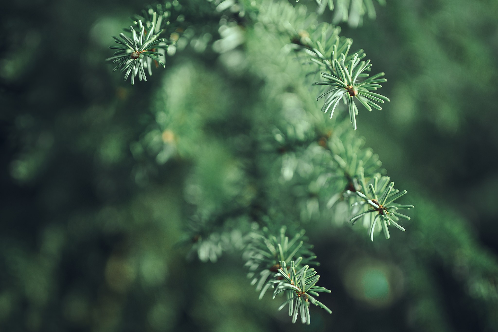 General 2048x1365 photography macro leaves spruce depth of field green plants
