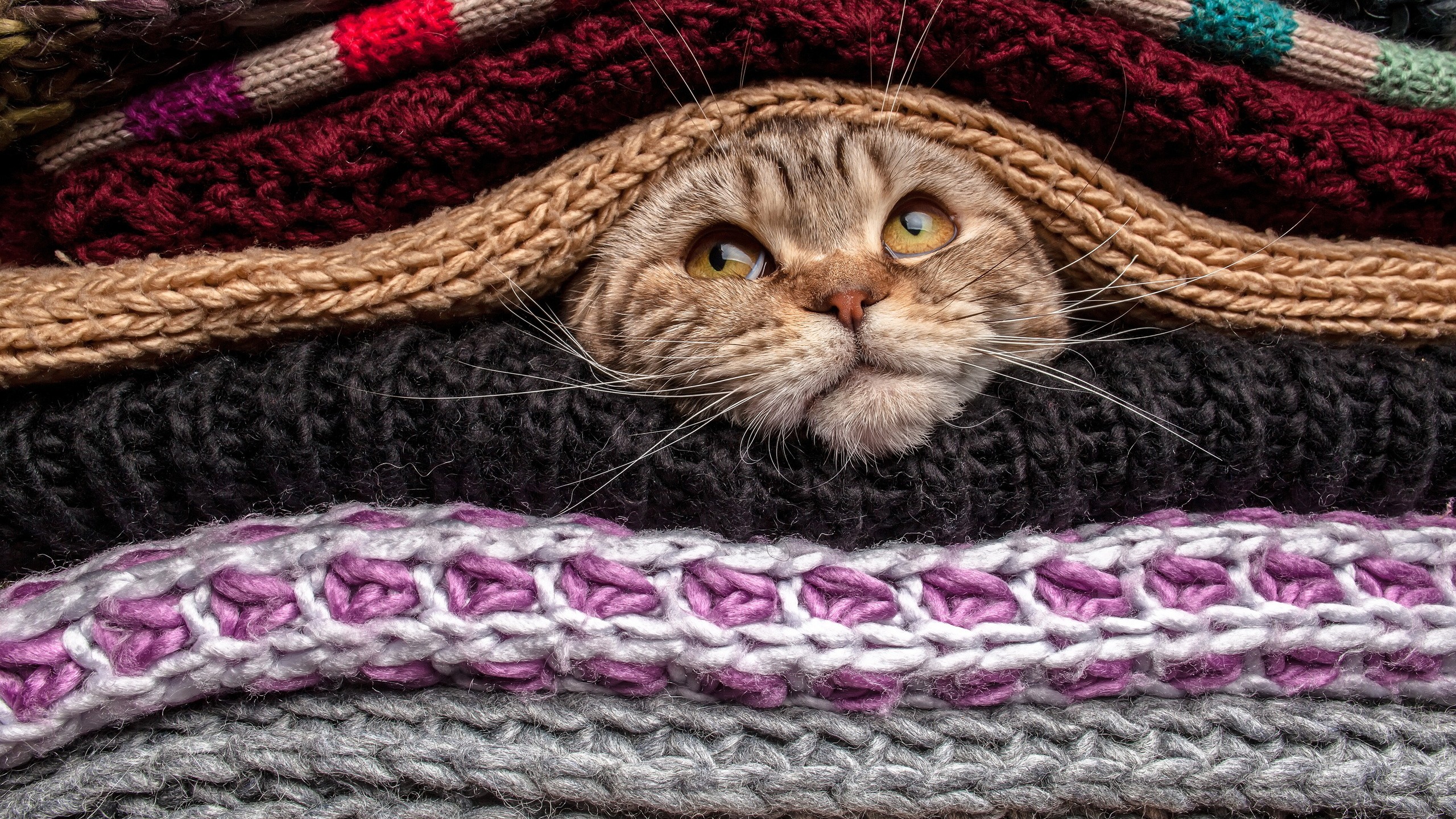 General 2560x1440 animals cats pet head sweater wool mammals feline pussy peek closeup