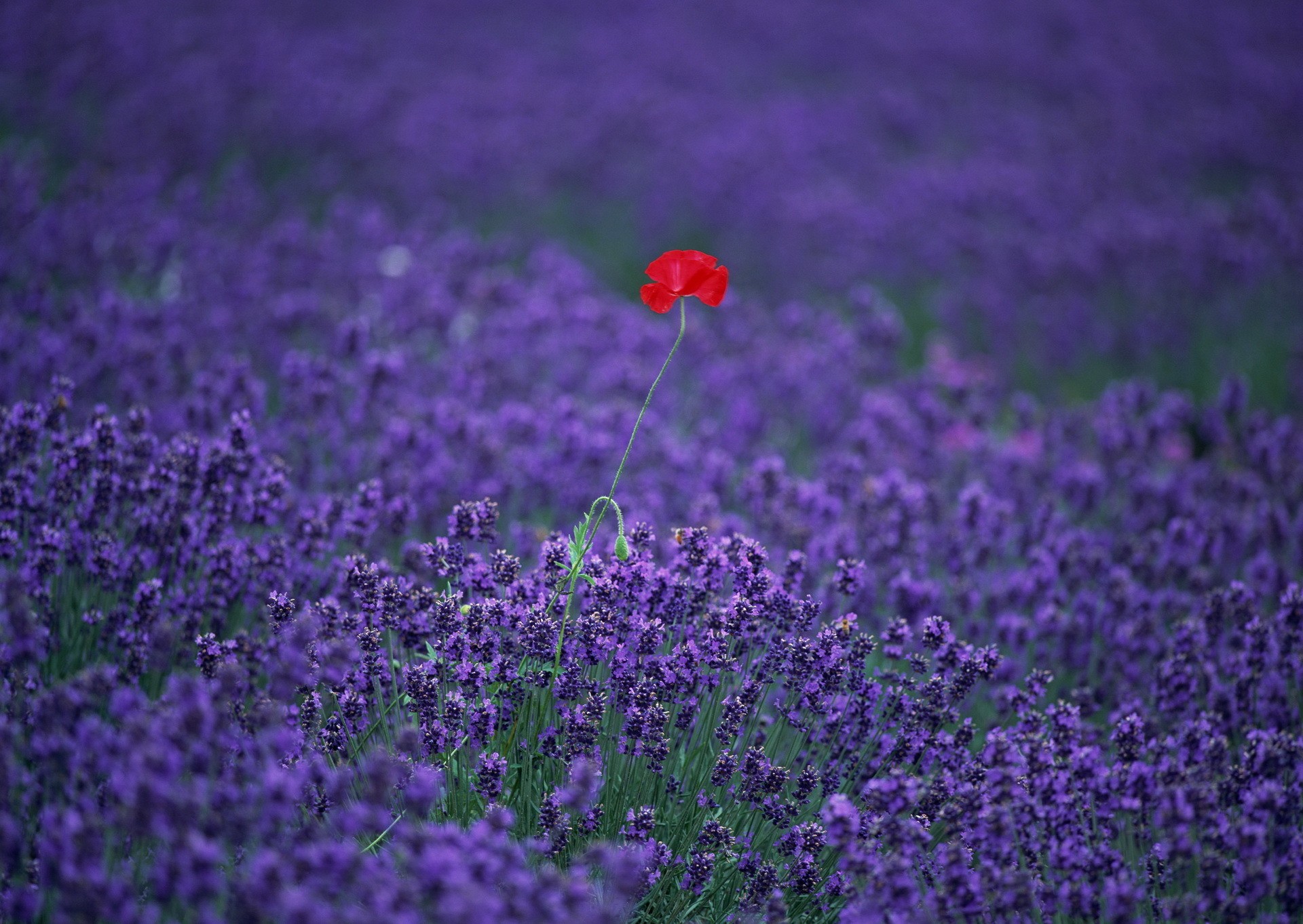 General 1920x1363 flowers lavender red flowers purple flowers plants outdoors