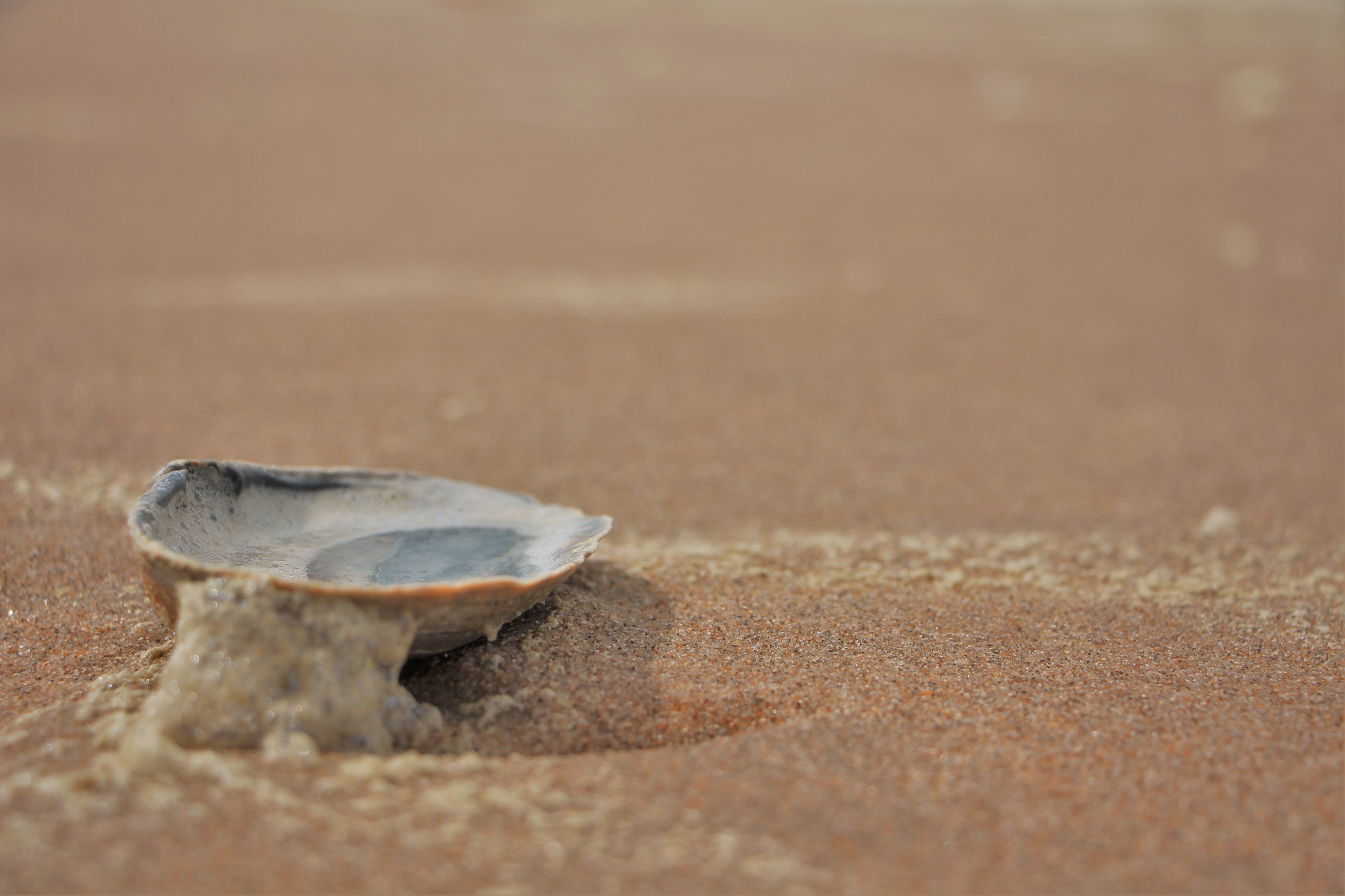 General 5184x3456 beach North Sea seashells sand outdoors nature