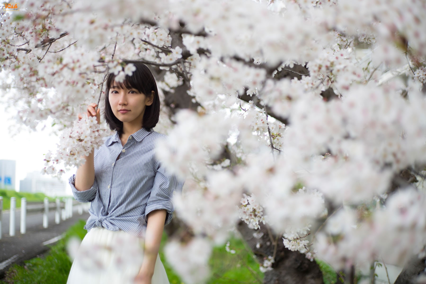 People 1800x1200 Riho Yoshioka Asian women plants flowers cherry blossom standing women outdoors model looking at viewer