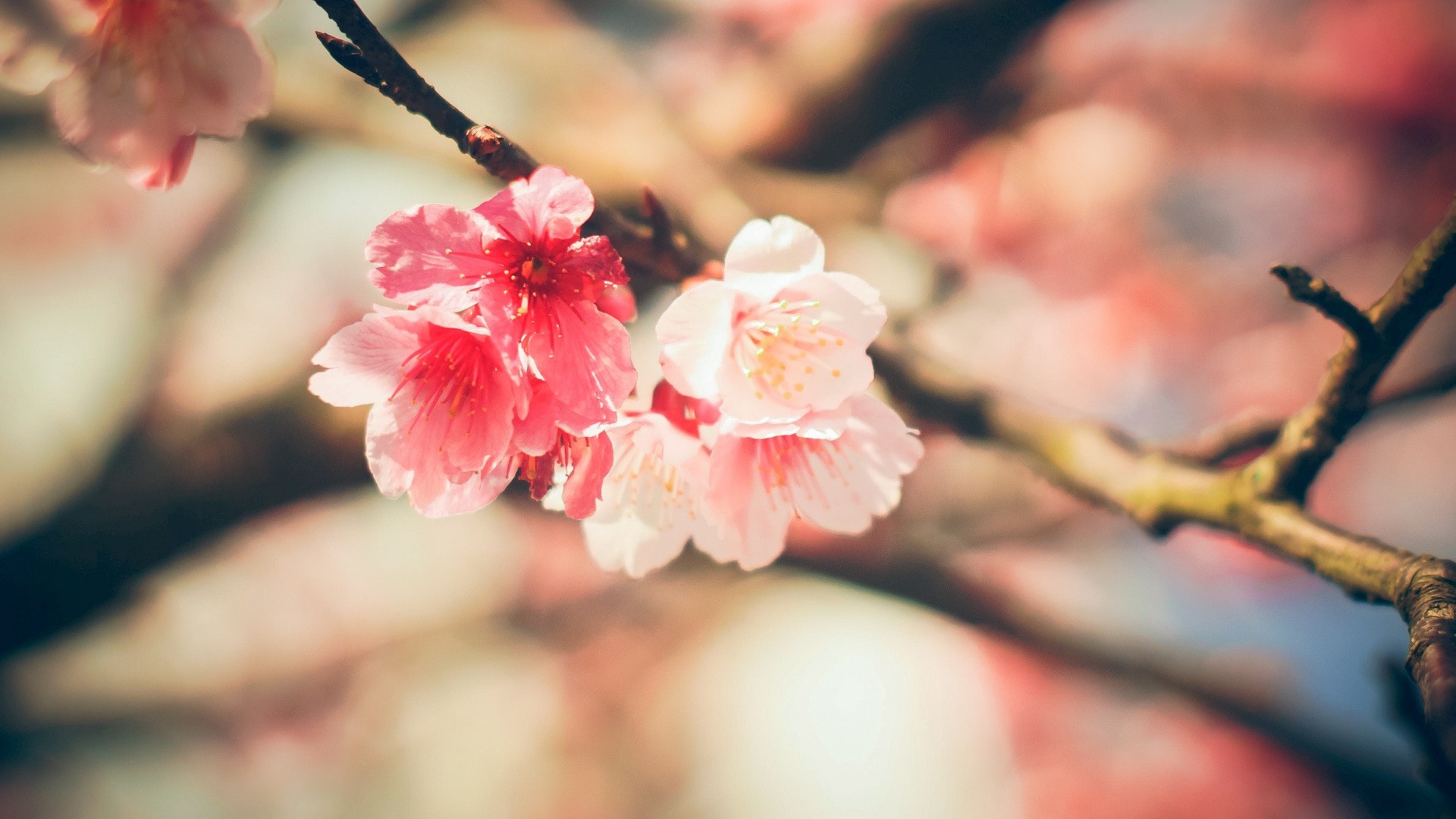 General 1920x1080 nature flowers blossoms cherry blossom closeup depth of field plants