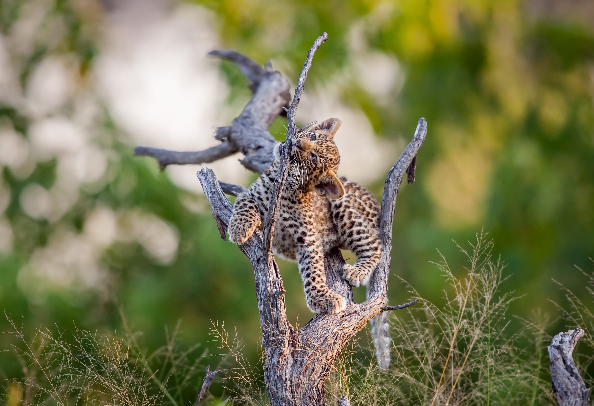 General 2000x1368 animals nature leopard closeup