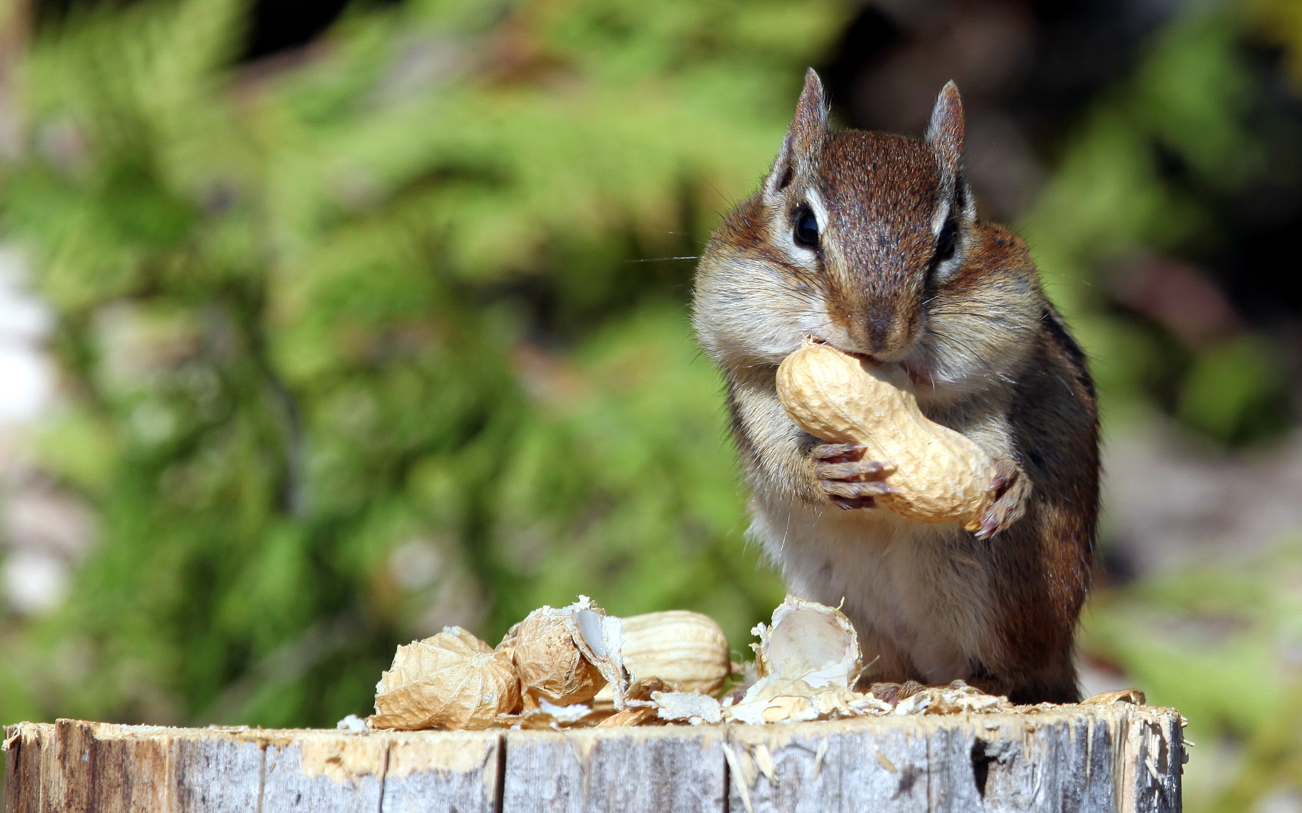 General 2560x1600 nuts eating green mammals squirrel food animals closeup