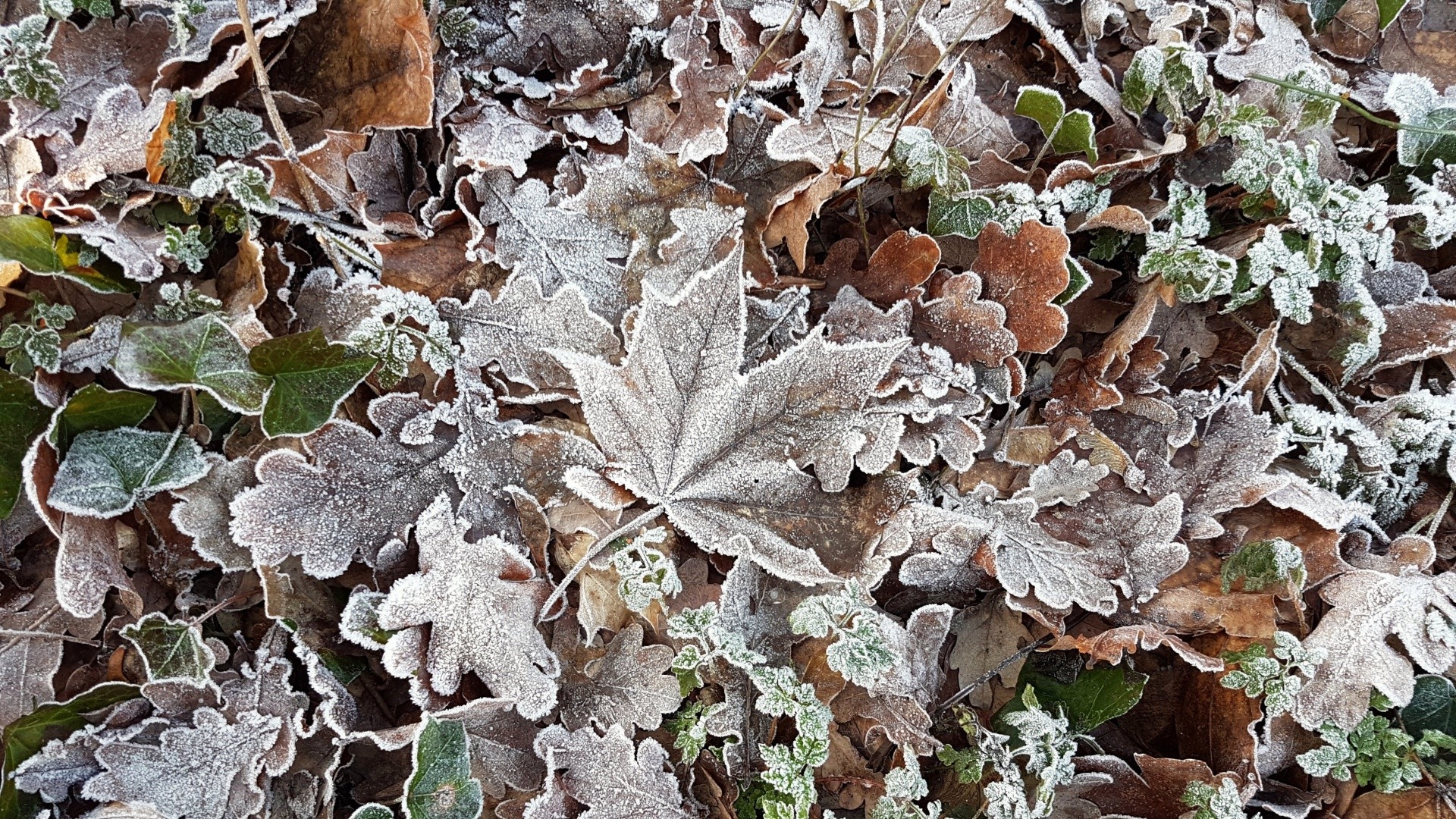 General 1920x1080 cold ice winter leaves