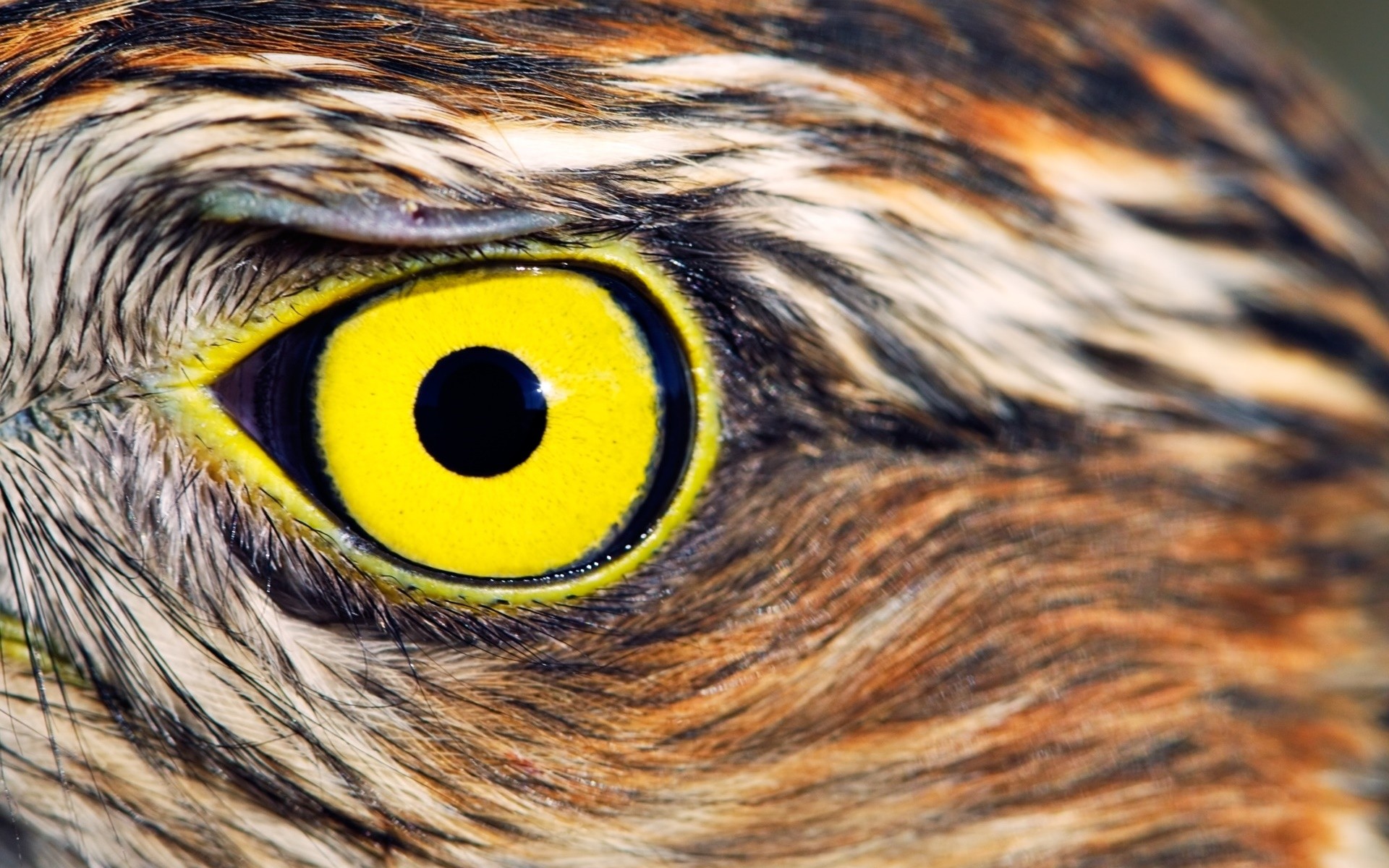 General 1920x1200 owl eyes yellow eyes birds closeup animals