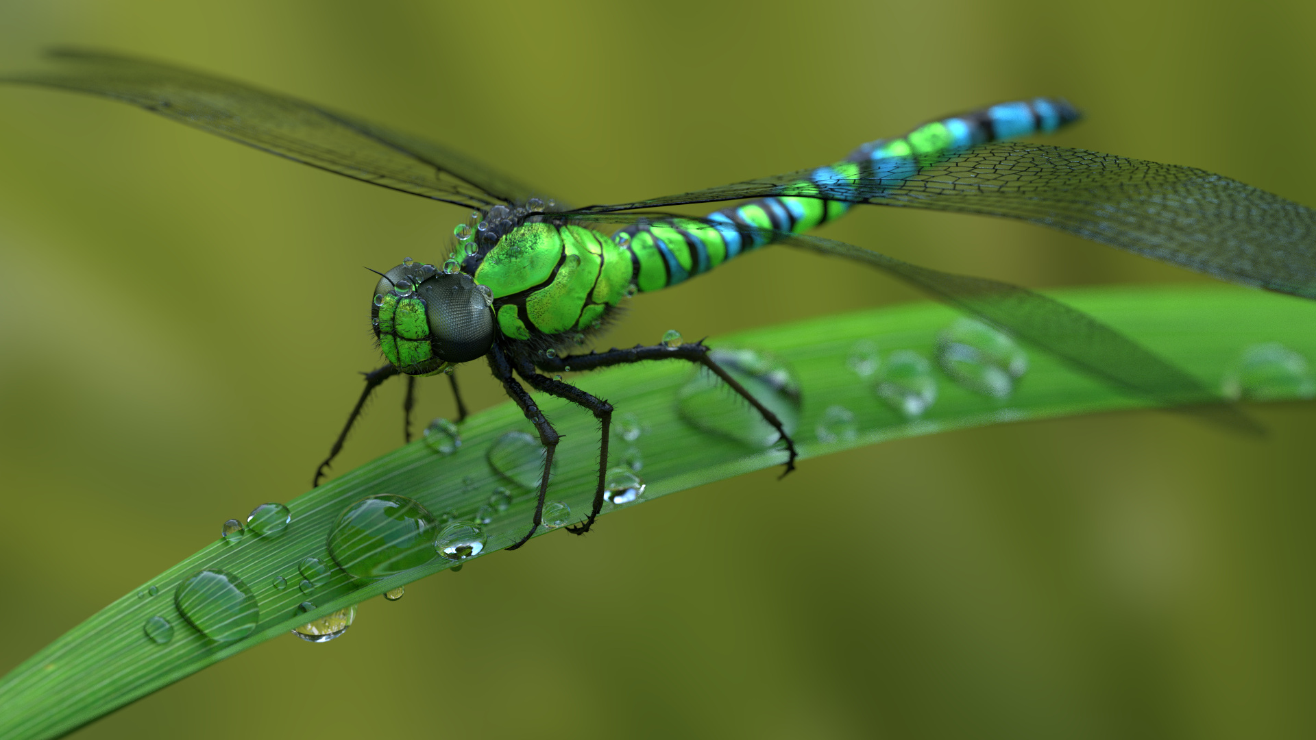 General 1920x1080 animals dragonflies macro water drops