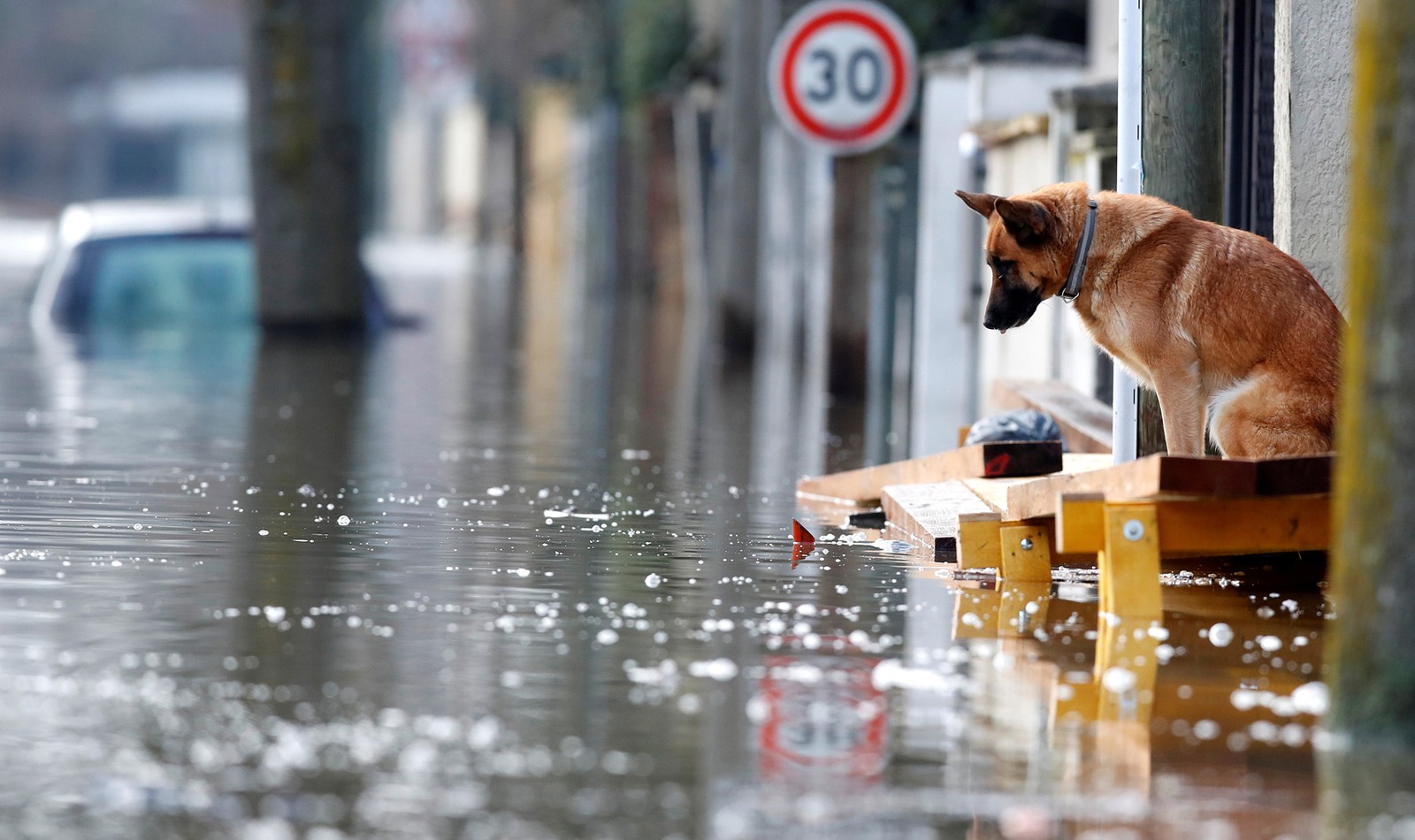 General 1600x950 animals German Shepherd dog water street flood road sign reflection sadness Paris France 2018 (year) loneliness alone