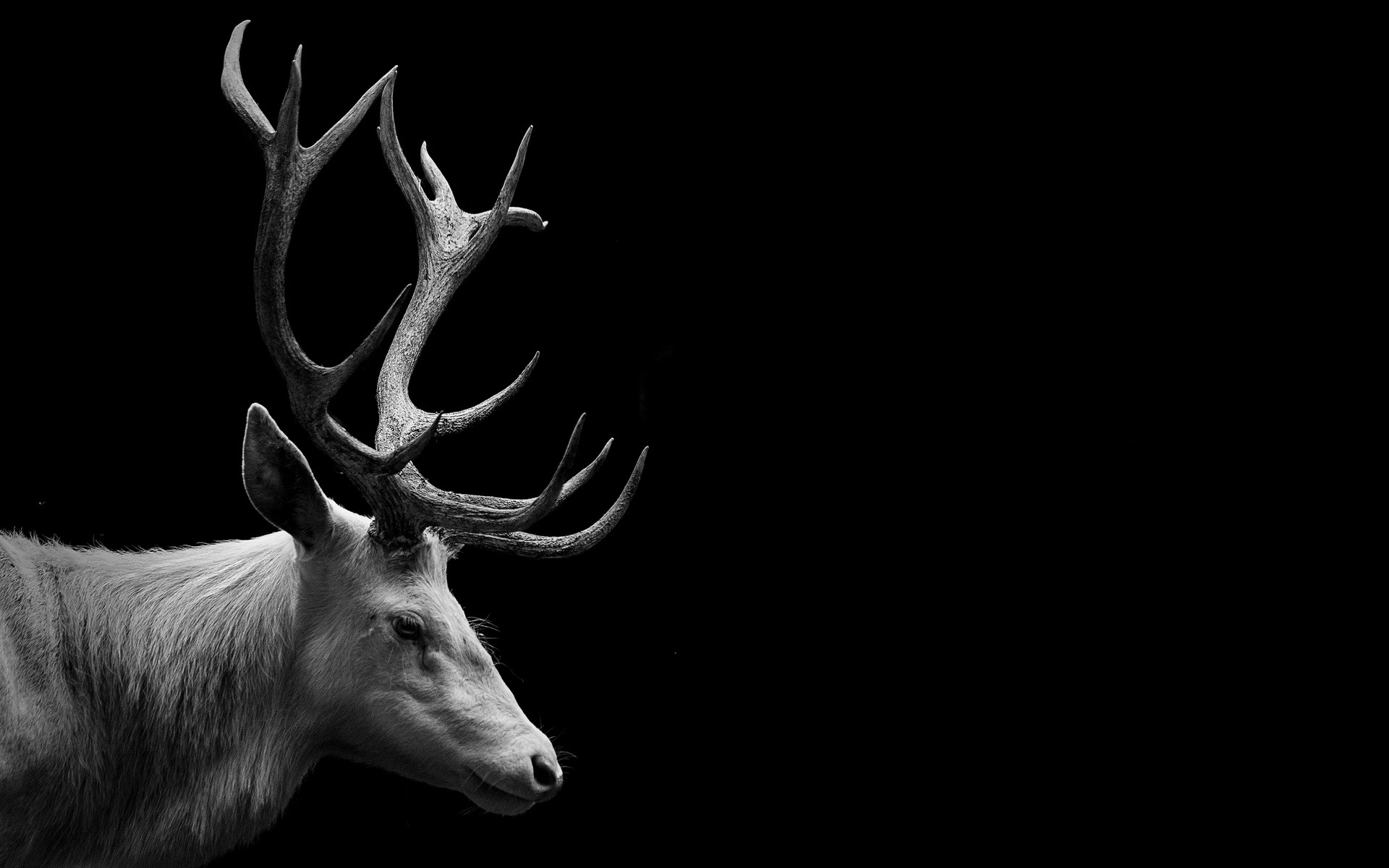 General 1920x1200 deer simple background monochrome wildlife black background white minimalism antlers animals