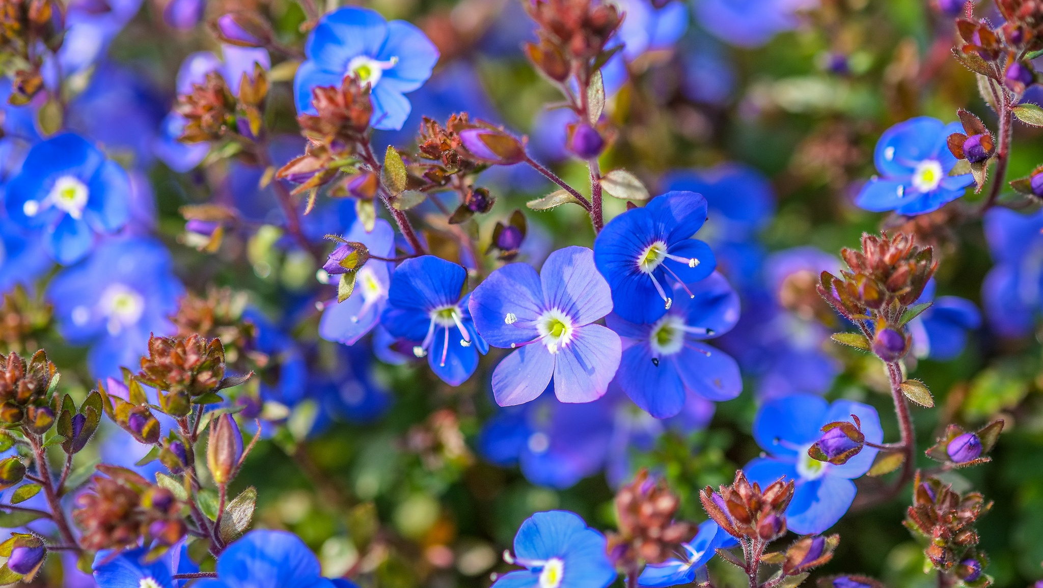 General 2048x1155 flowers blue flowers blue plants