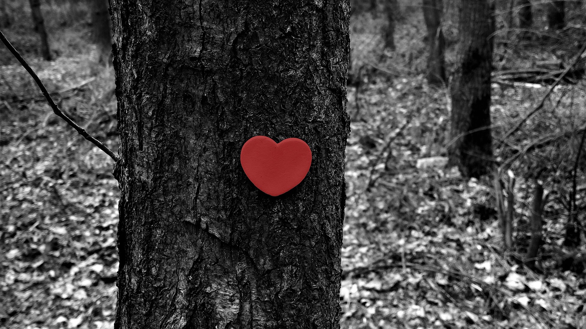 General 1920x1080 love forest trees winter fall heart (design) selective coloring