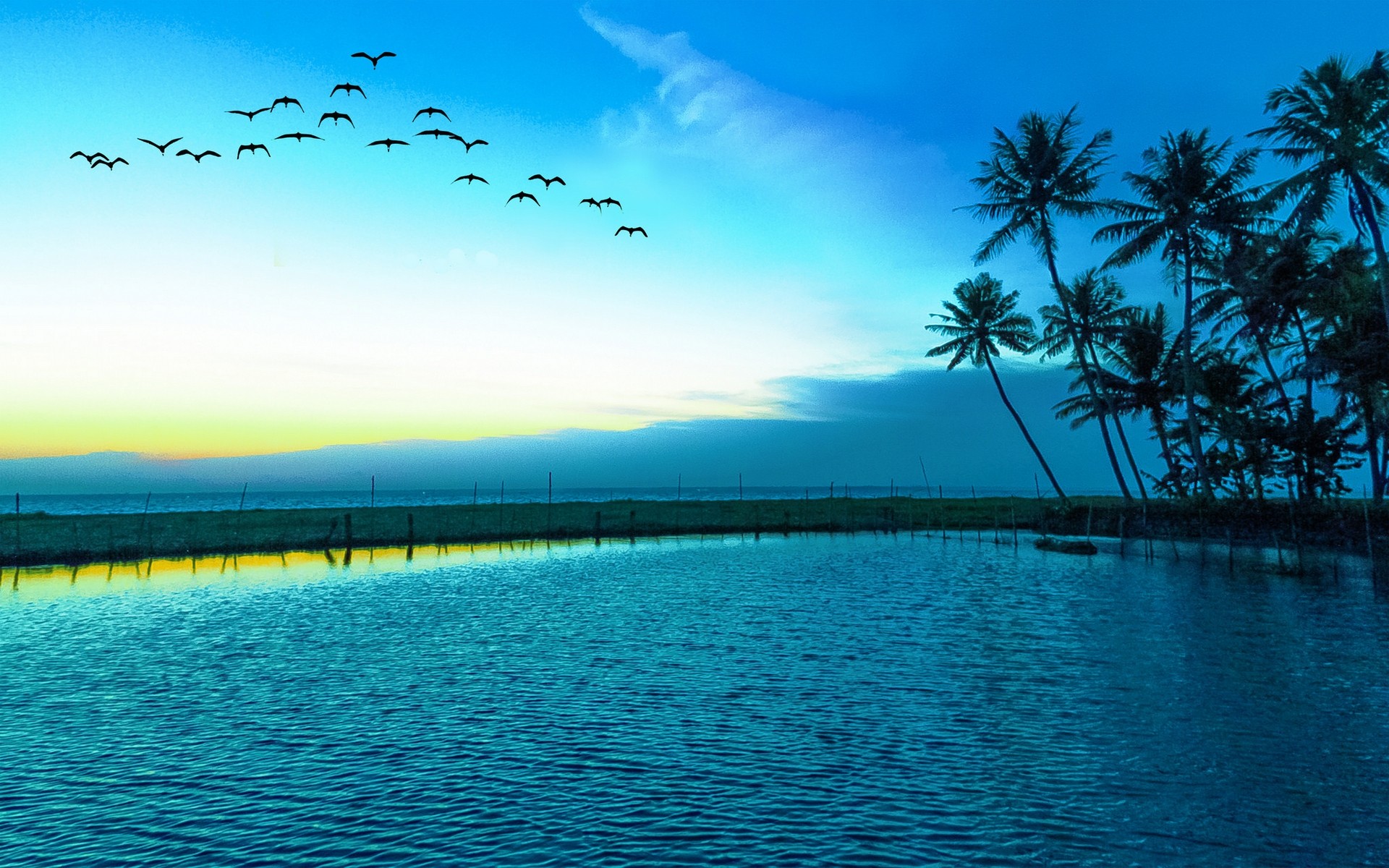 General 1920x1200 nature birds flying blue lake palm trees sea beach sky animals water low light