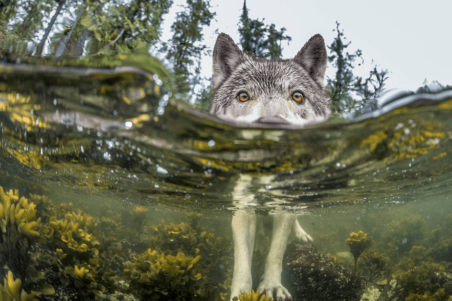 General 1500x1000 wolf nature water lake forest in water underwater outdoors animals mammals
