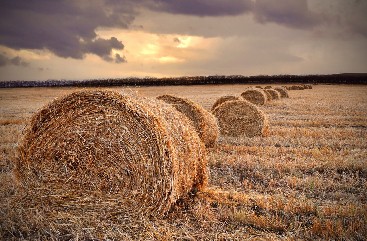 General 1280x842 straw field outdoors haystacks landscape