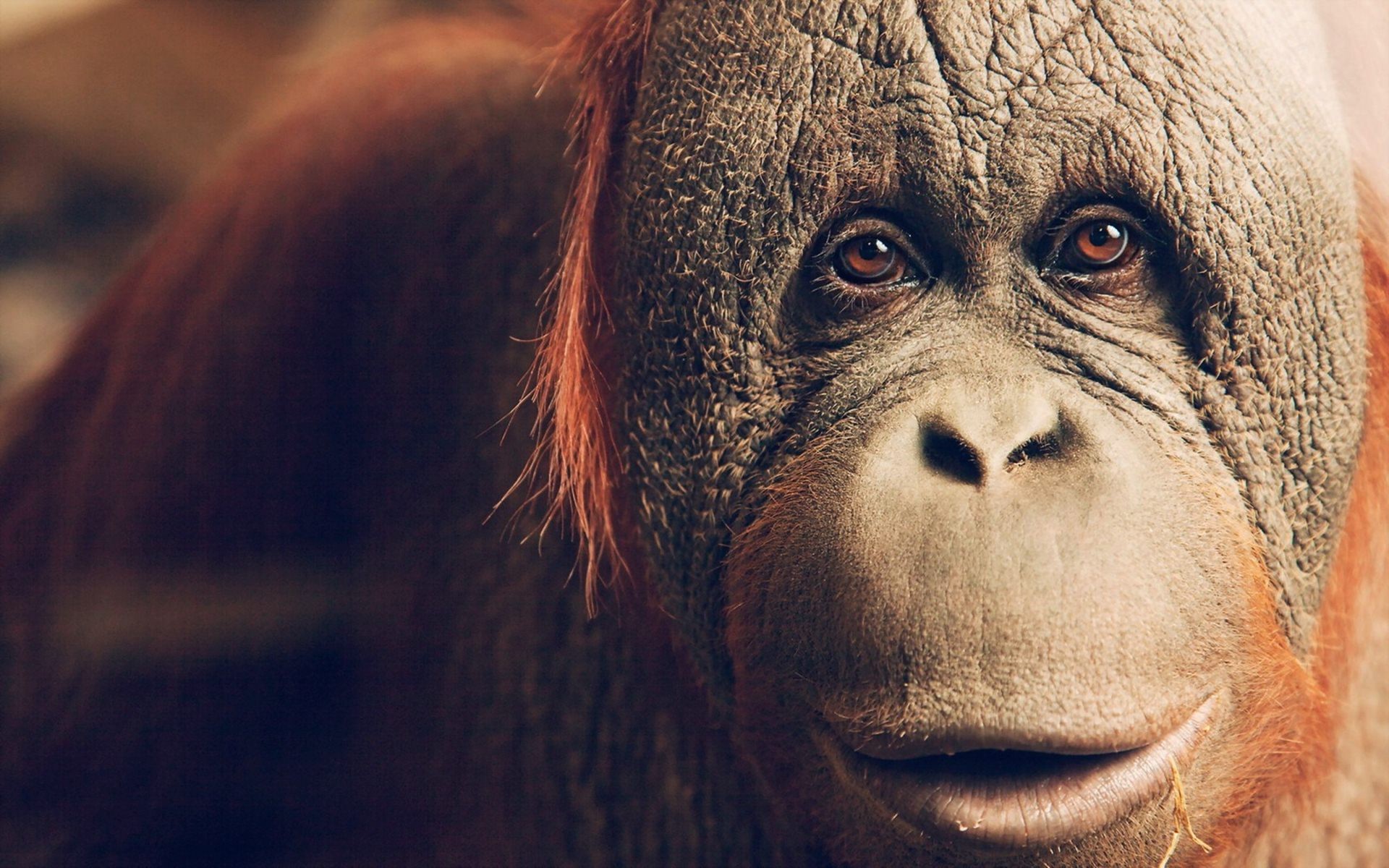 General 1920x1200 animals apes orangutans mammals animal eyes face portrait closeup