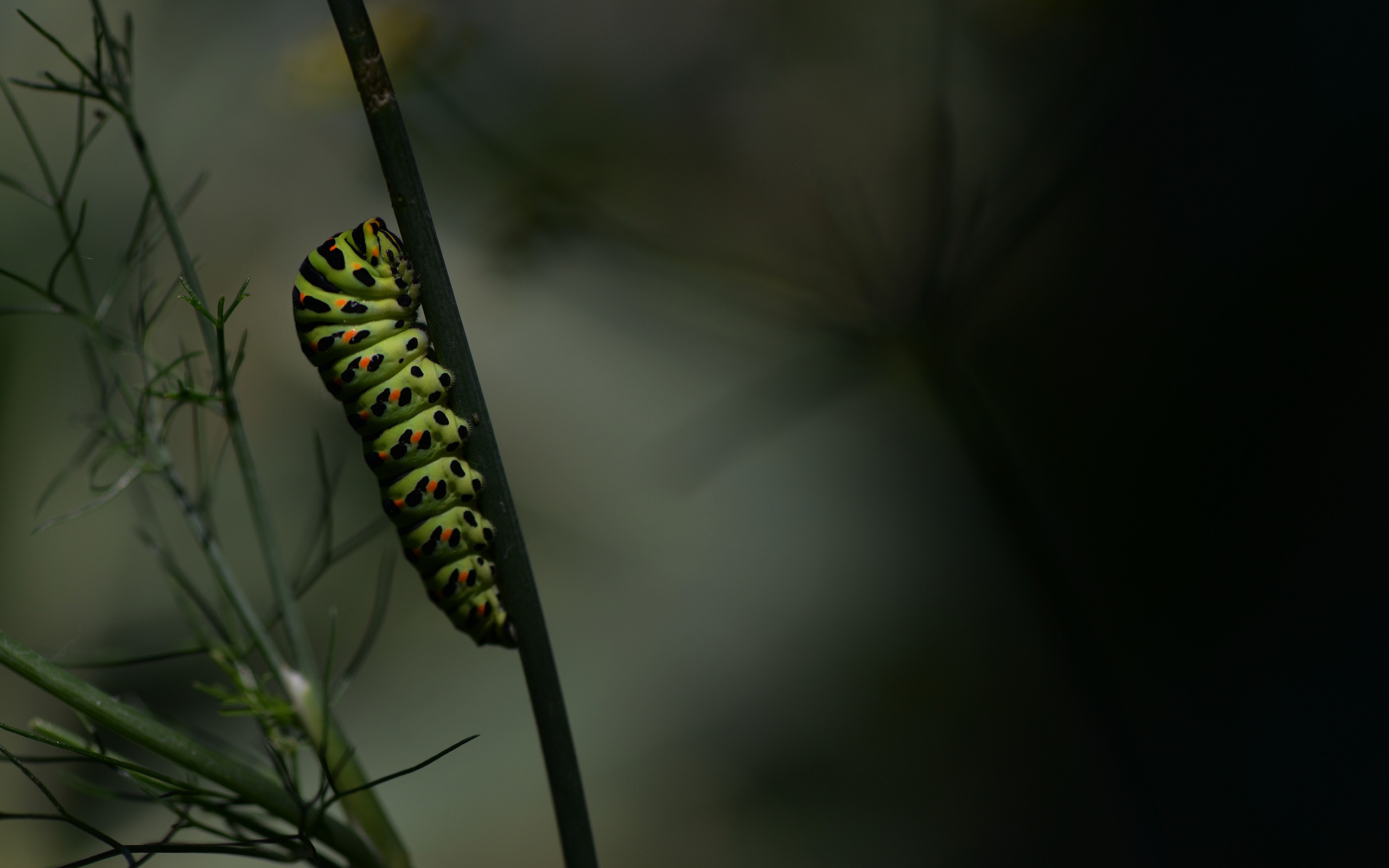 General 2560x1600 insect macro caterpillars twigs nature animals closeup plants