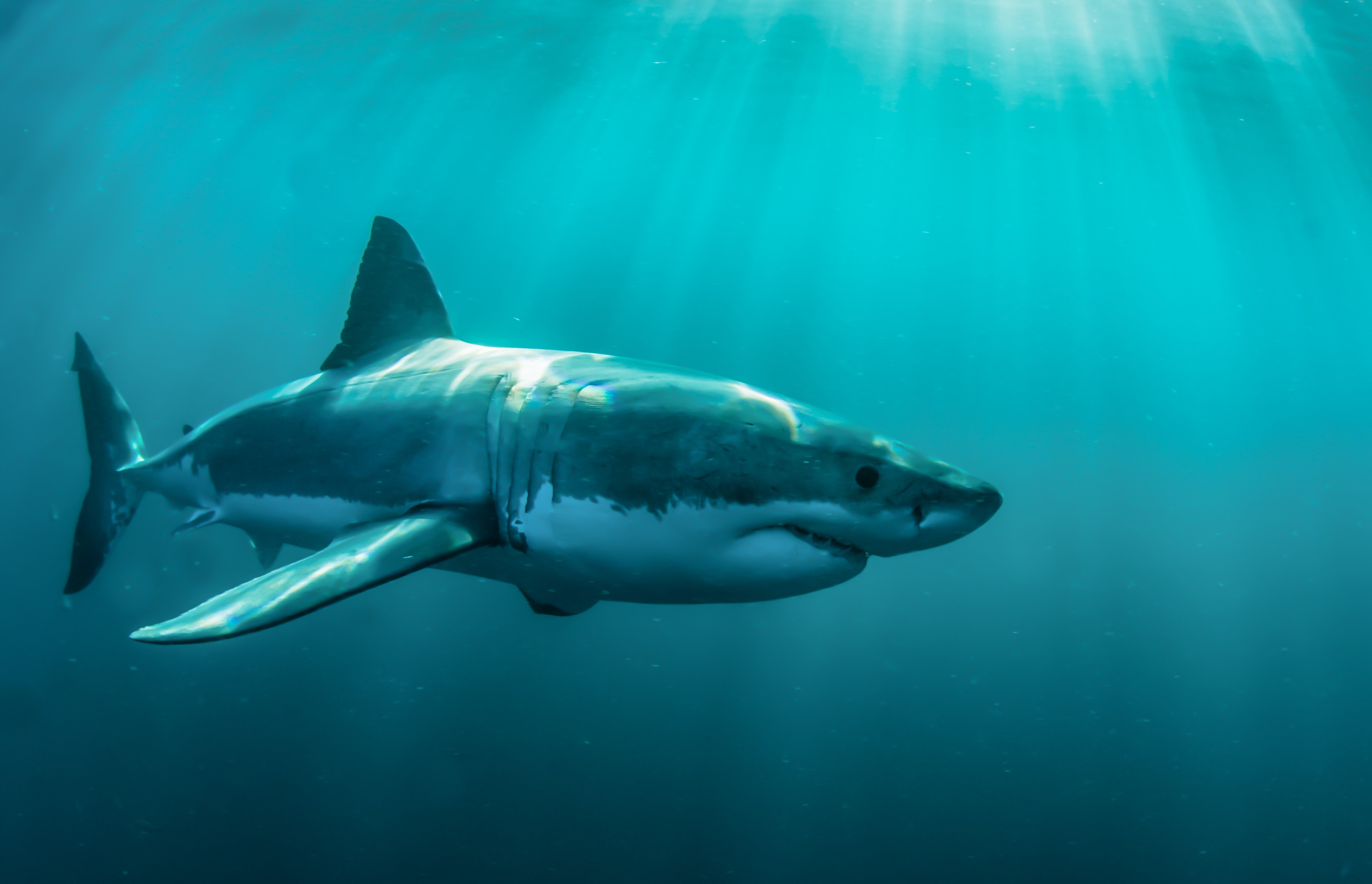 General 3150x2029 animals shark fish underwater turquoise cyan