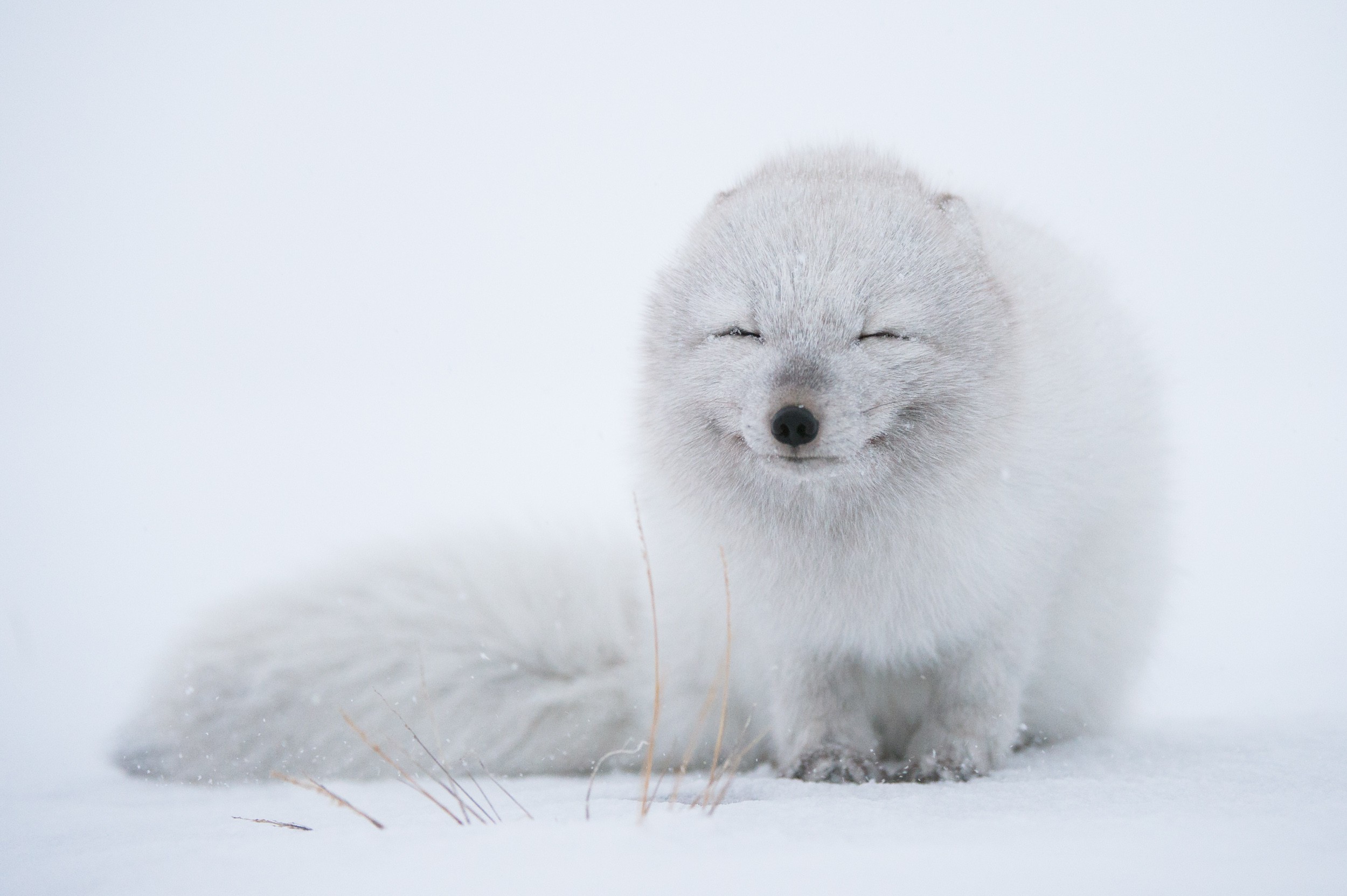 General 2500x1664 wildlife animals fox arctic fox snow white