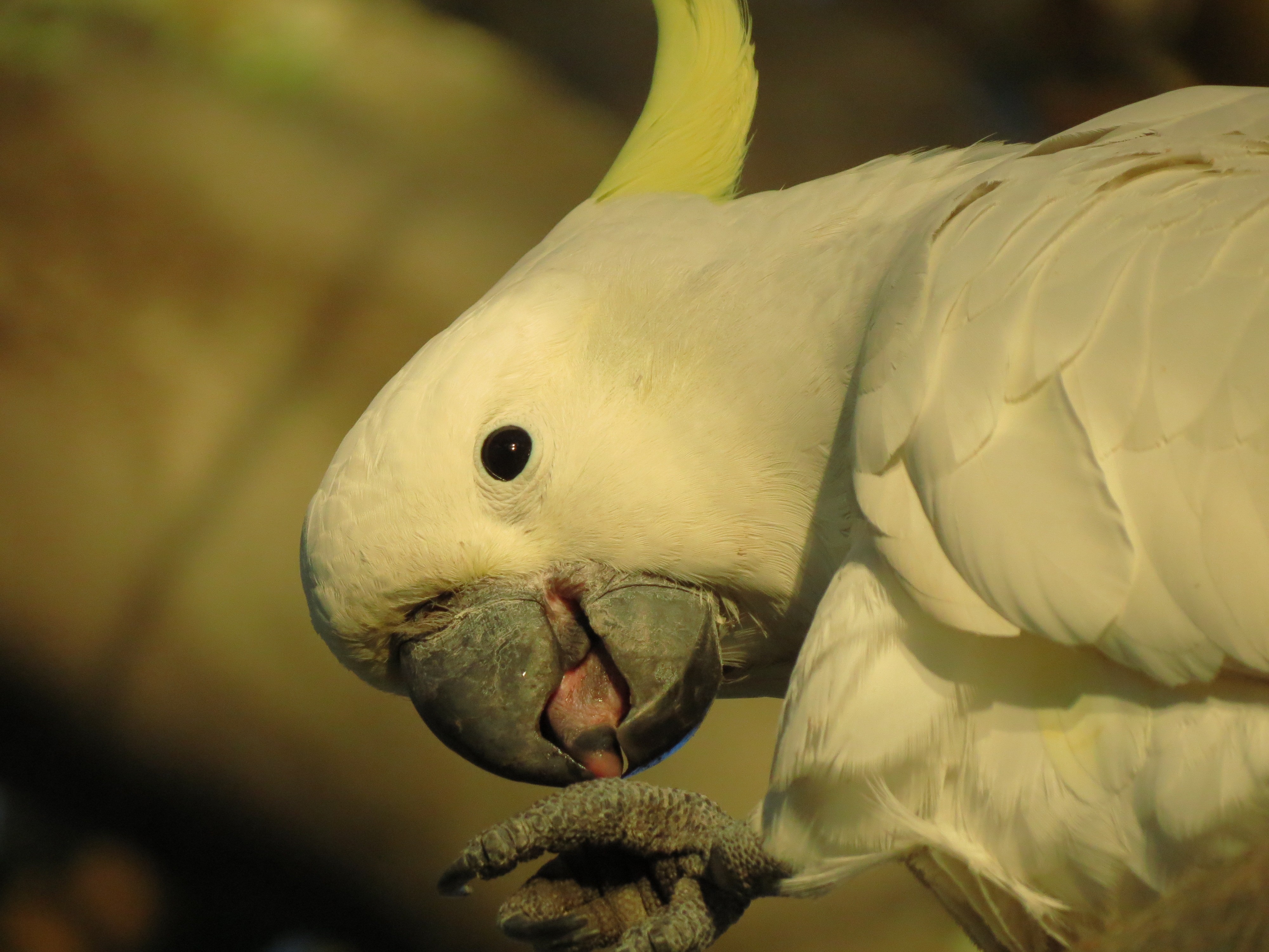 General 4000x3000 wildlife birds animals parrot Sulphur-crested cockatoo closeup