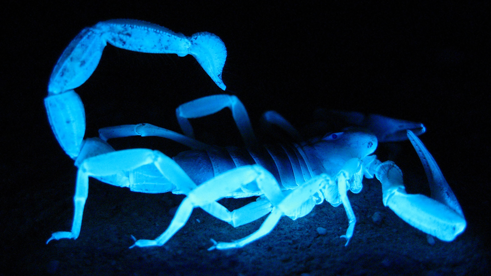 General 1920x1080 black background scorpions nature cyan dark glowing black macro animals arachnid