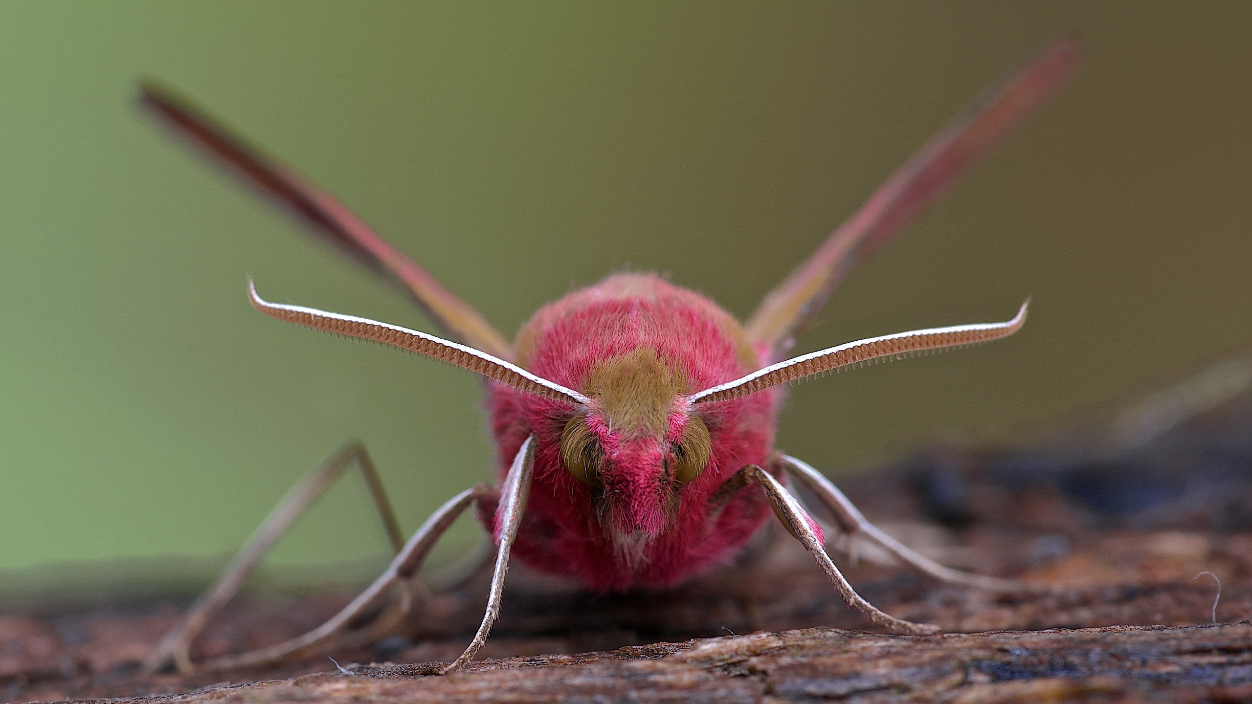 General 2560x1440 animals moth insect lepidoptera macro