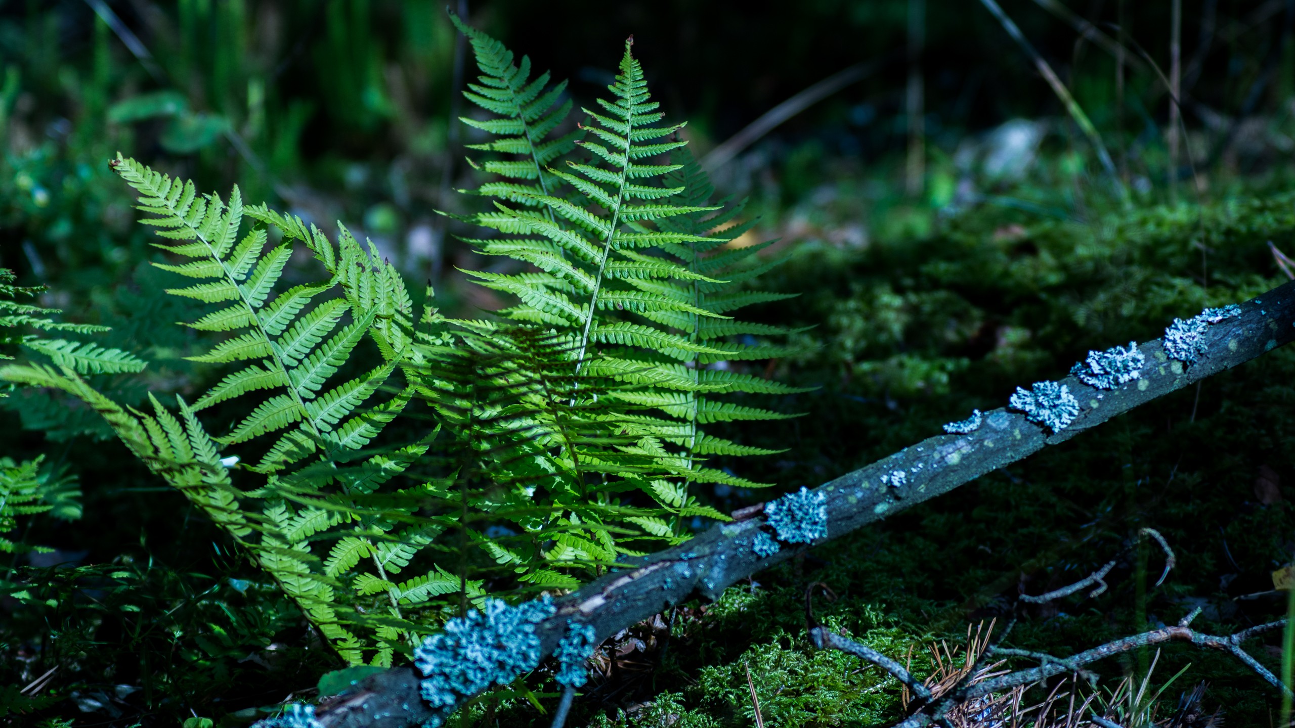 General 2560x1440 forest wood nature natural light Masuria ferns plants