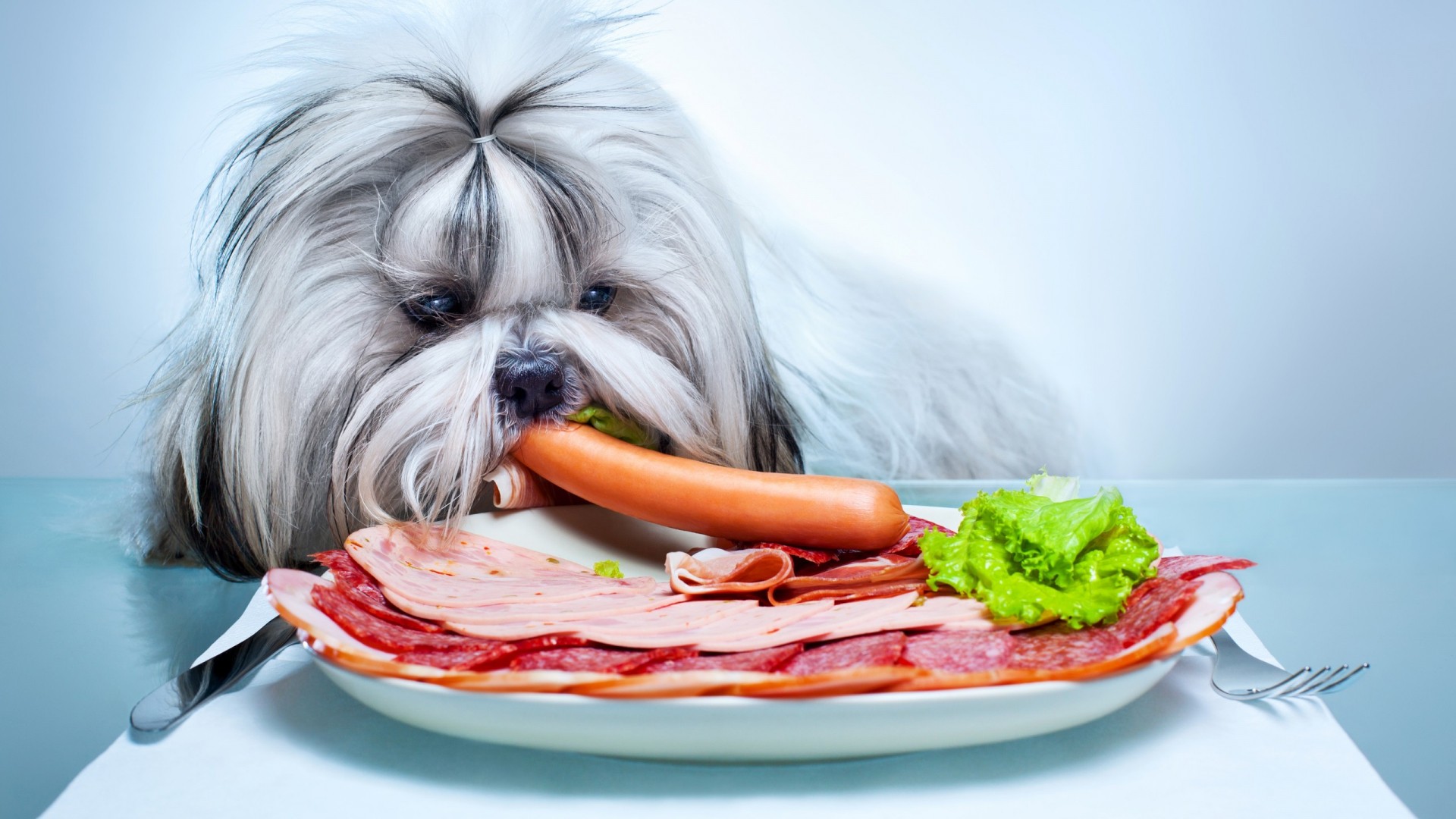 General 1920x1080 animals dog pet food meat vegetables plates salami simple background eating mammals sausage fork blue eyes