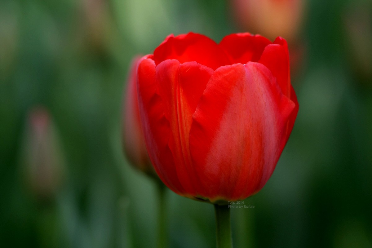 General 1200x800 tulips flowers nature red flowers