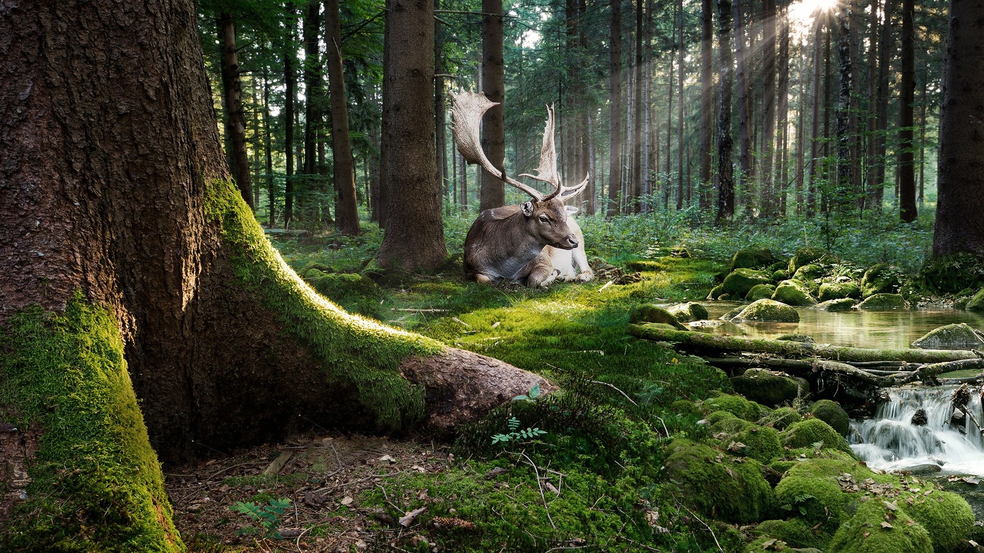 General 1920x1080 nature trees forest moss animals deer sun rays stones water photoshopped mammals creeks