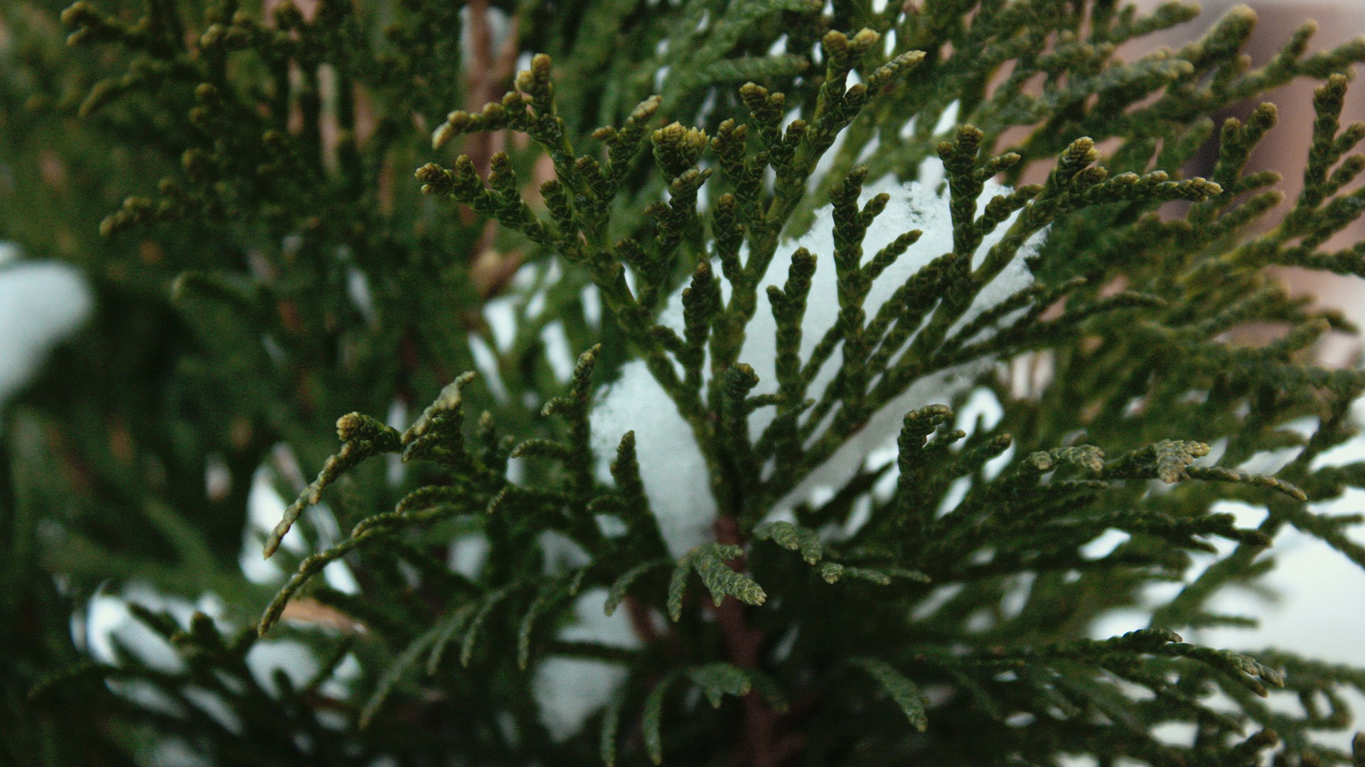 General 1920x1080 leaves plants snow outdoors