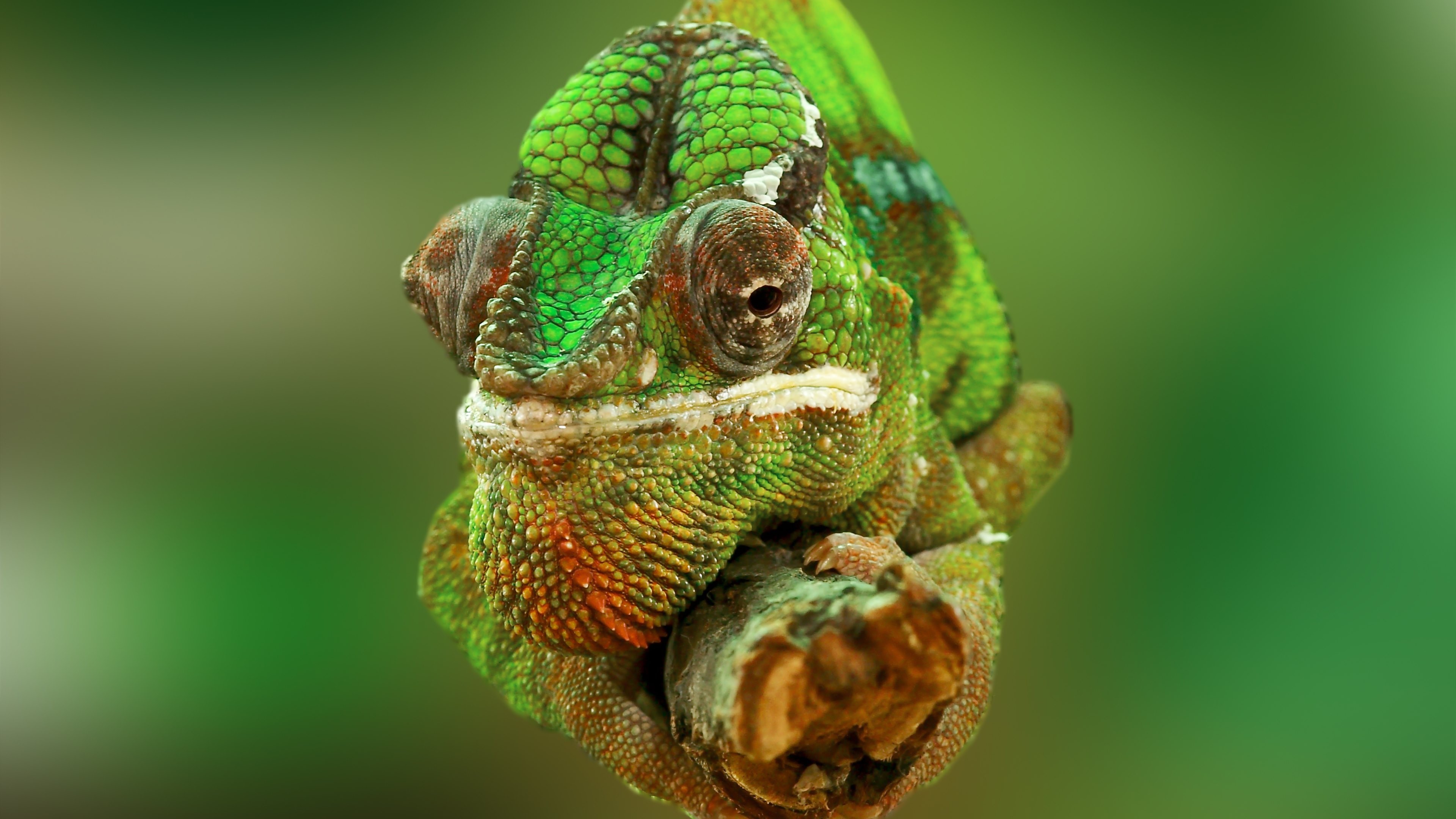 General 3840x2160 chameleons reptiles nature closeup macro