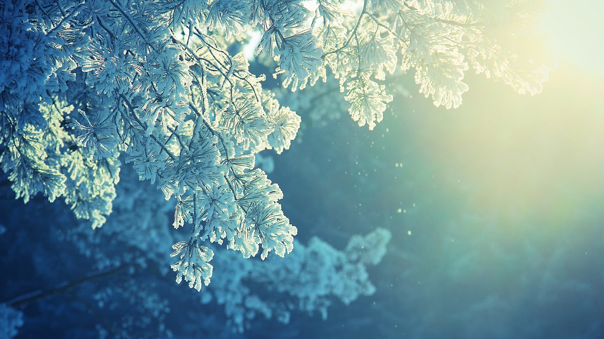 General 1920x1080 nature snow winter cold sunlight peaceful frost trees plants ice cyan blue