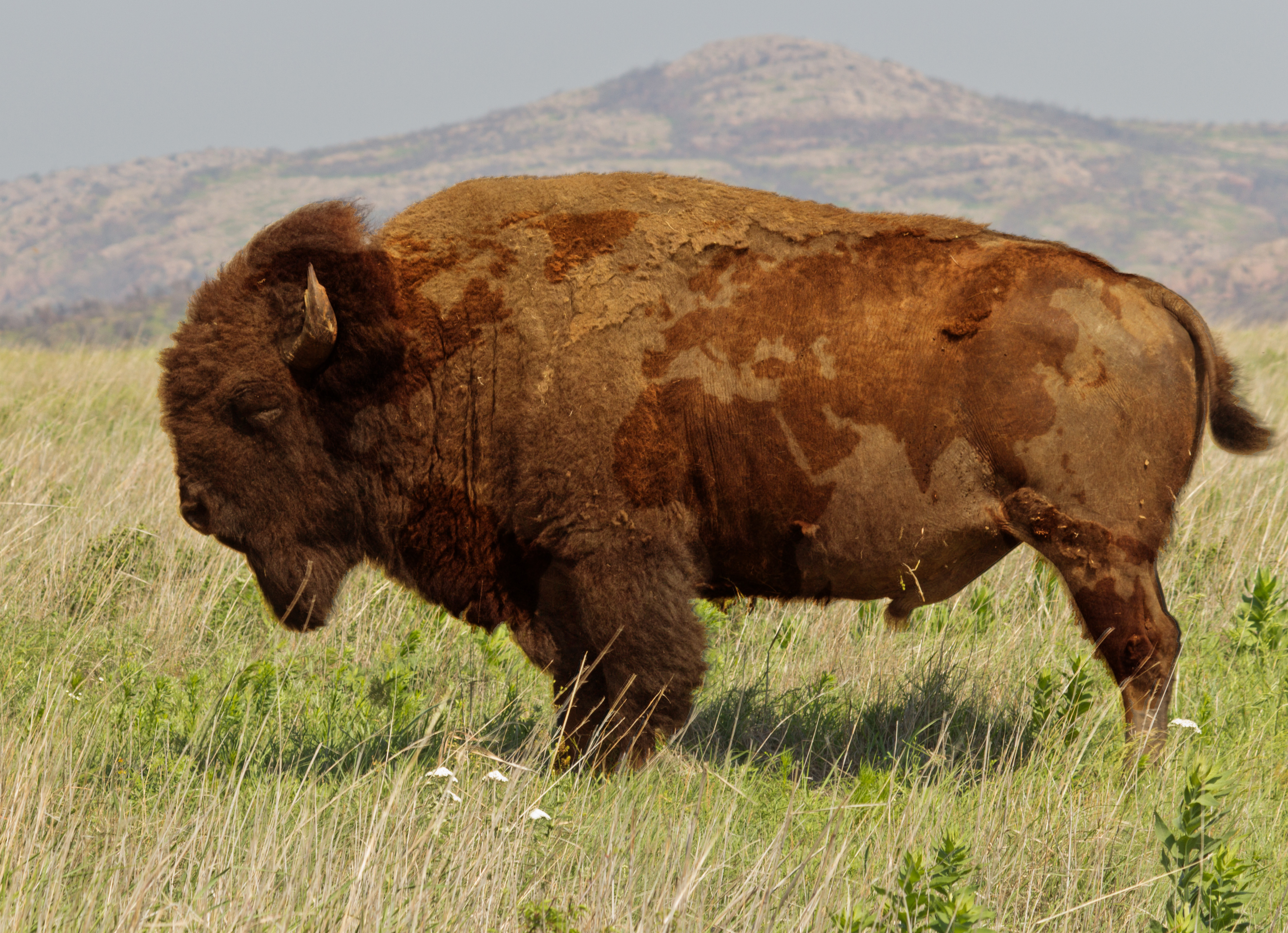 General 4375x3168 buffalo animals bison nature world map side view map mammals