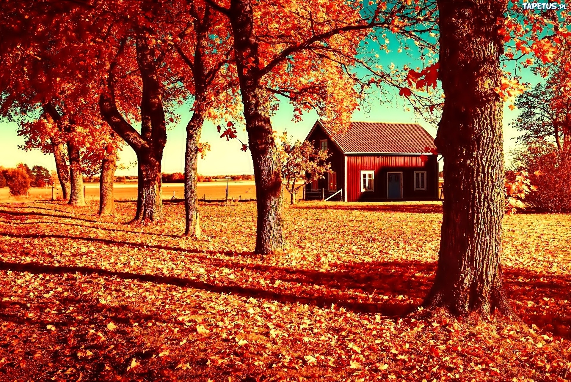 General 1920x1286 village landscape trees fall red red leaves house rural fallen leaves daylight idyllic