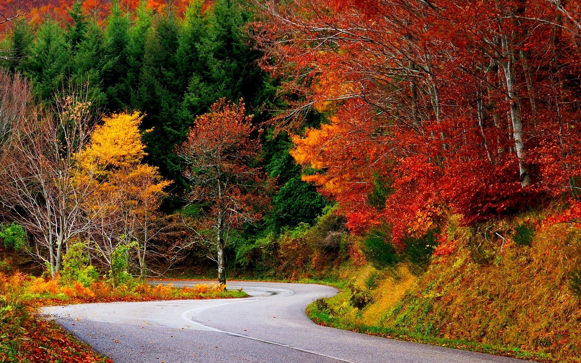 General 1920x1200 nature fall road trees forest colorful asphalt
