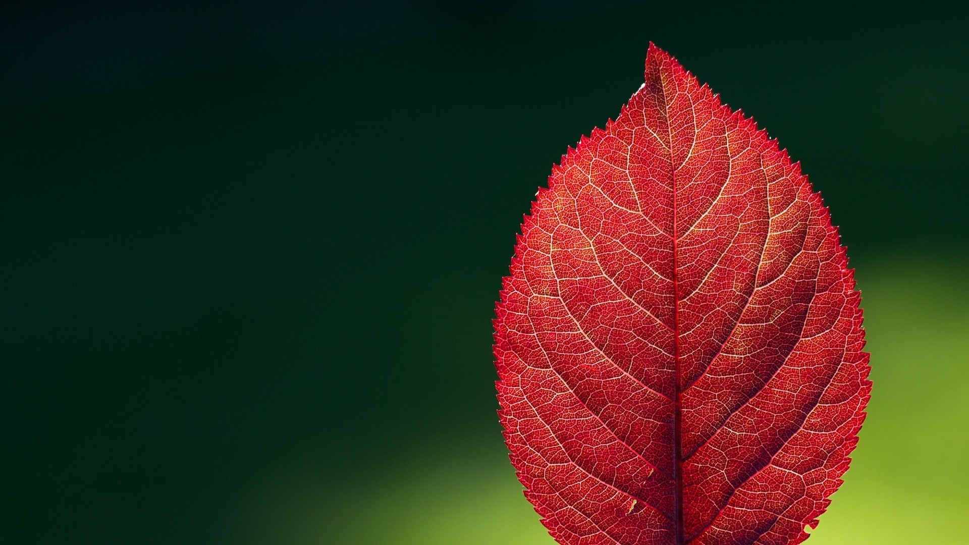General 1920x1080 leaves macro red plants simple background green background