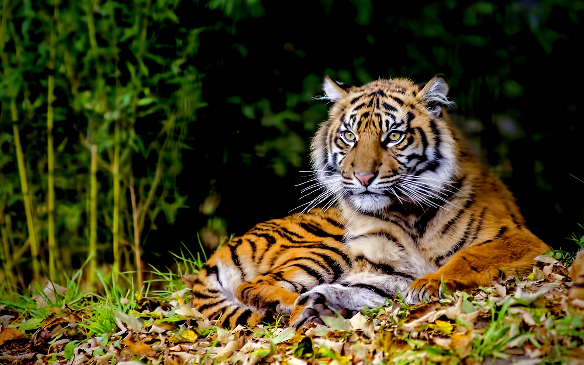 General 1920x1200 tiger animals big cats mammals