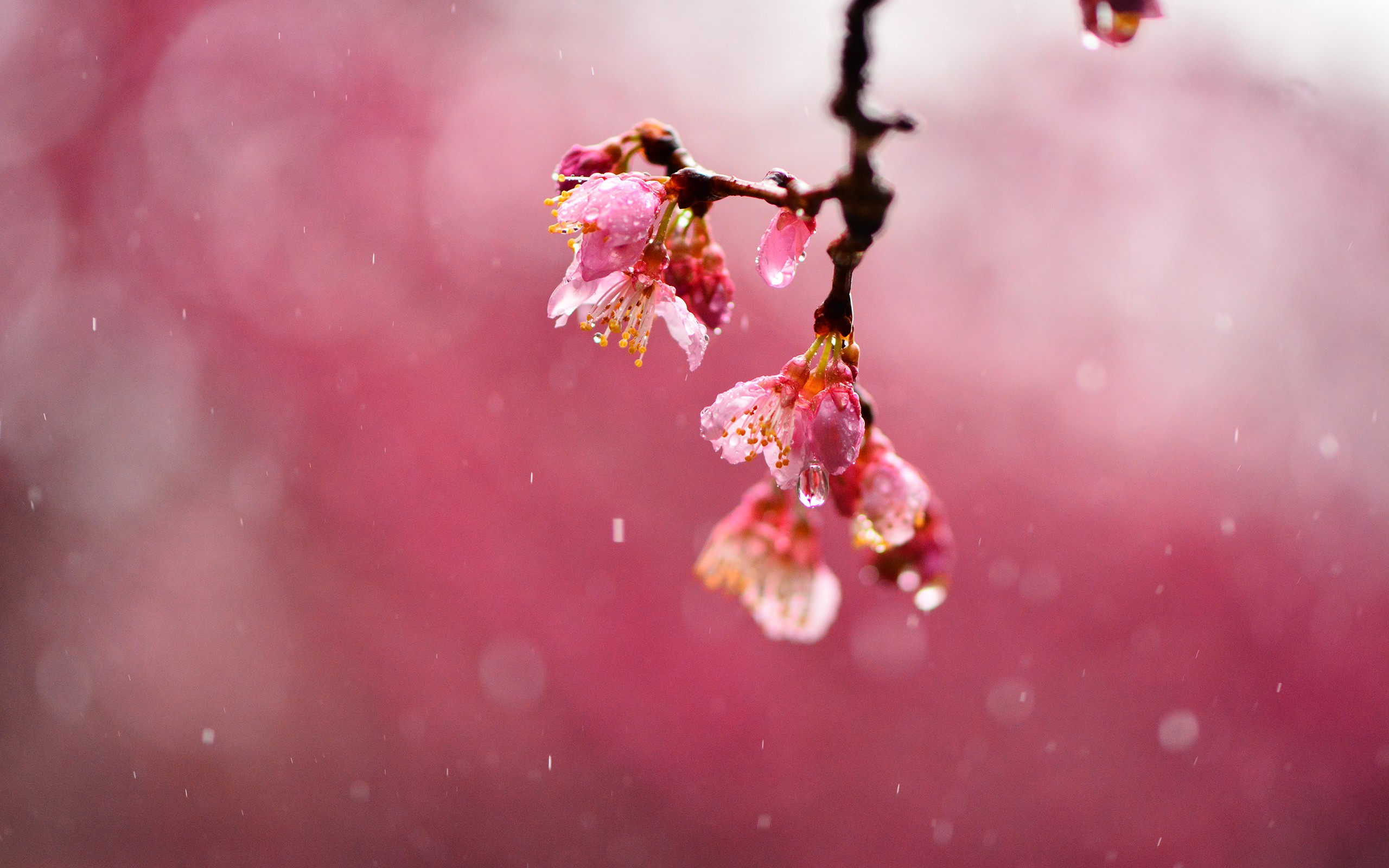 General 2560x1600 nature flowers water drops simple background branch plants cherry blossom rain red flowers red