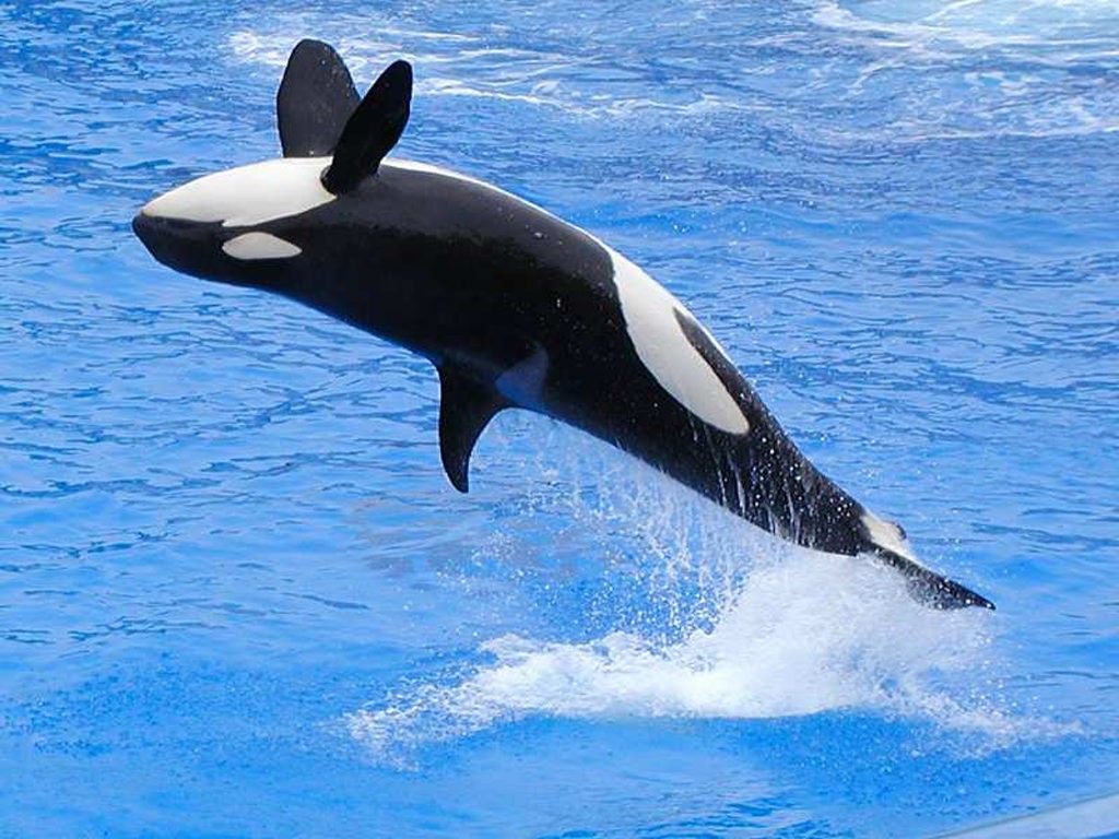 General 1024x768 orca jumping animals mammals