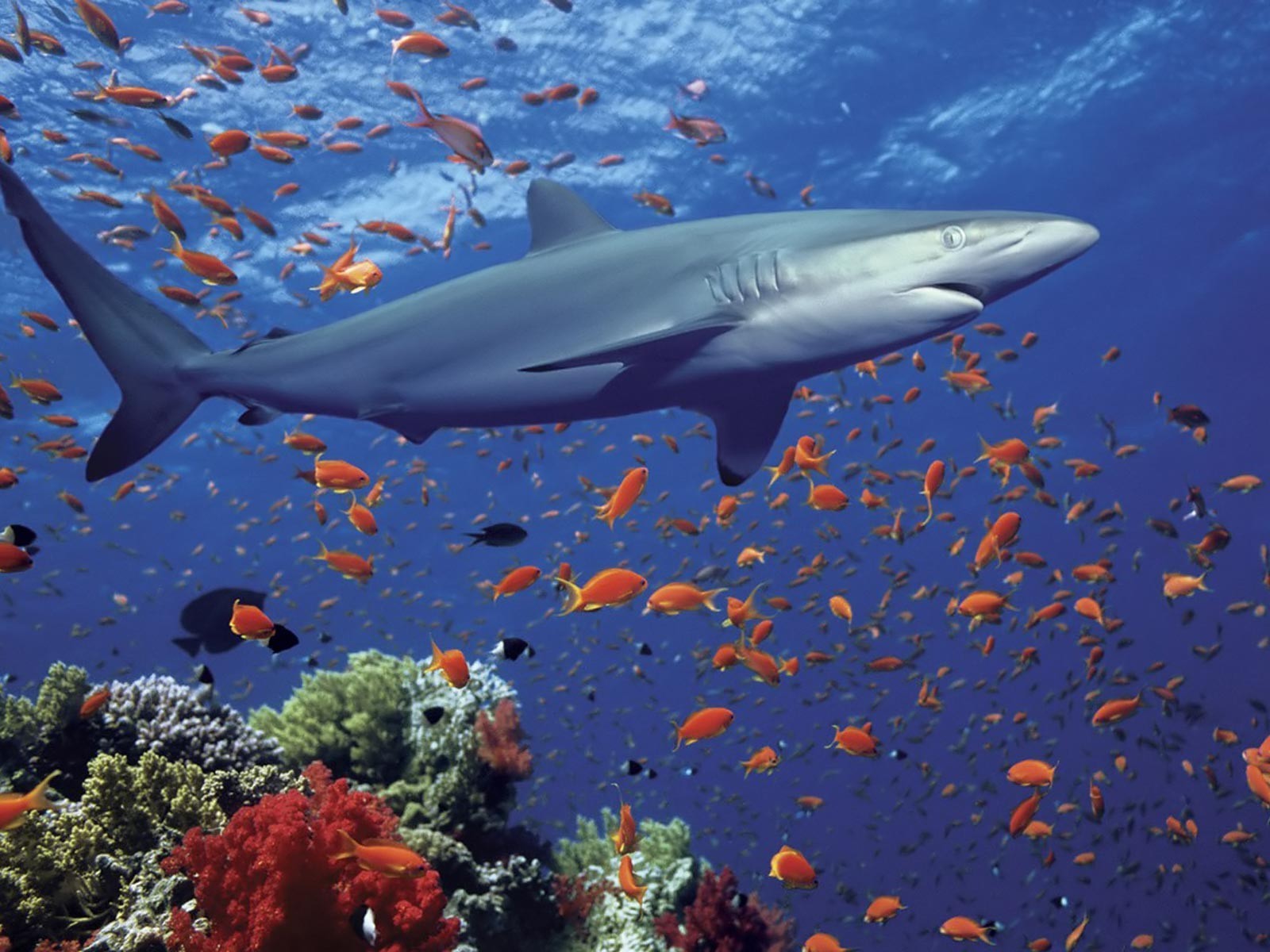 General 1600x1200 shark fish coral animals underwater
