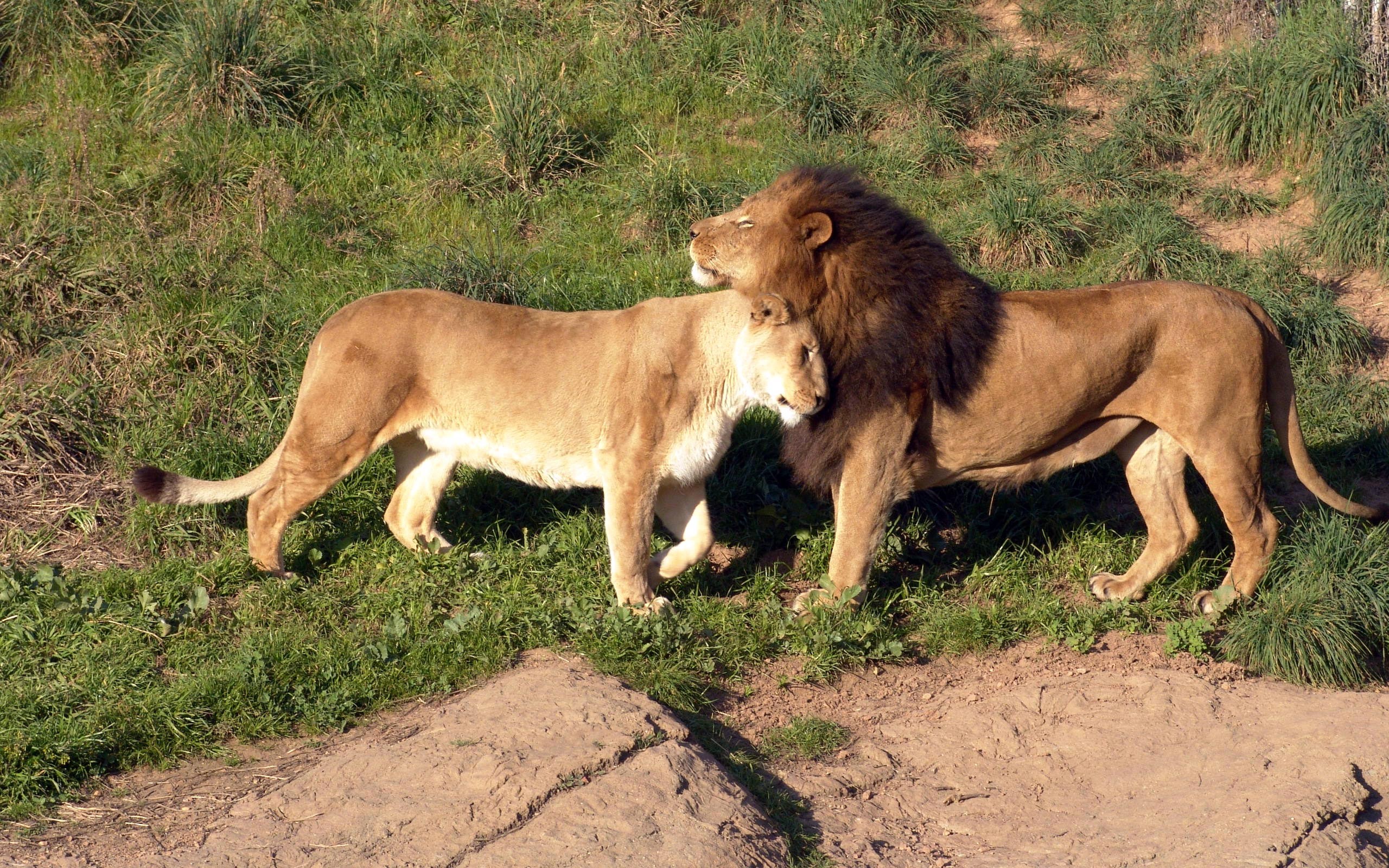 General 2560x1600 wildlife animals lion mammals big cats