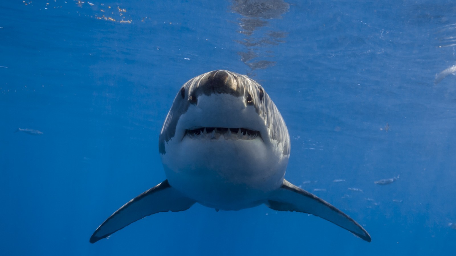 General 1600x900 Great White Shark animals shark fish sea life underwater