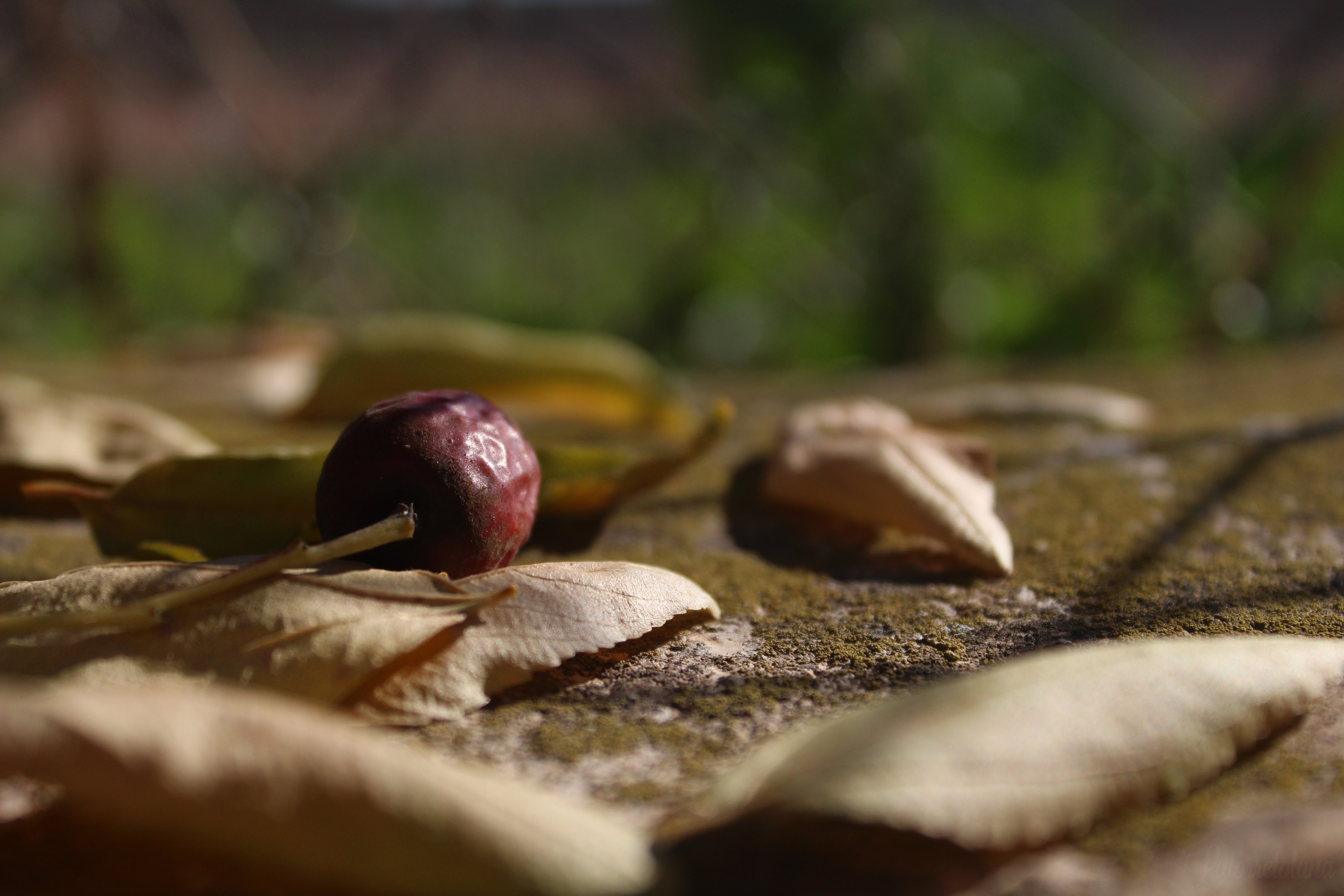 General 5184x3456 trees summer leaves fruit