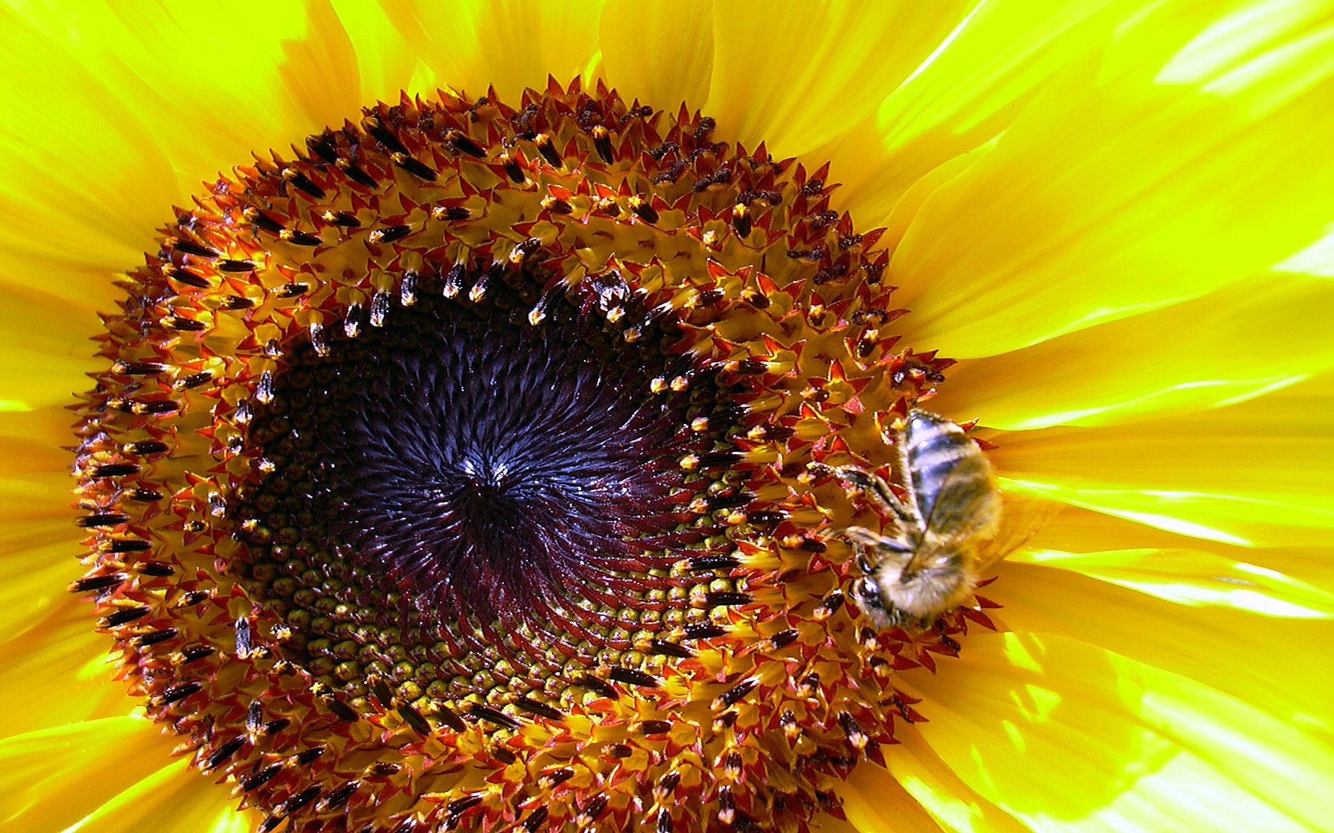 General 1920x1200 sunflowers macro bees yellow nature yellow flowers insect plants animals closeup