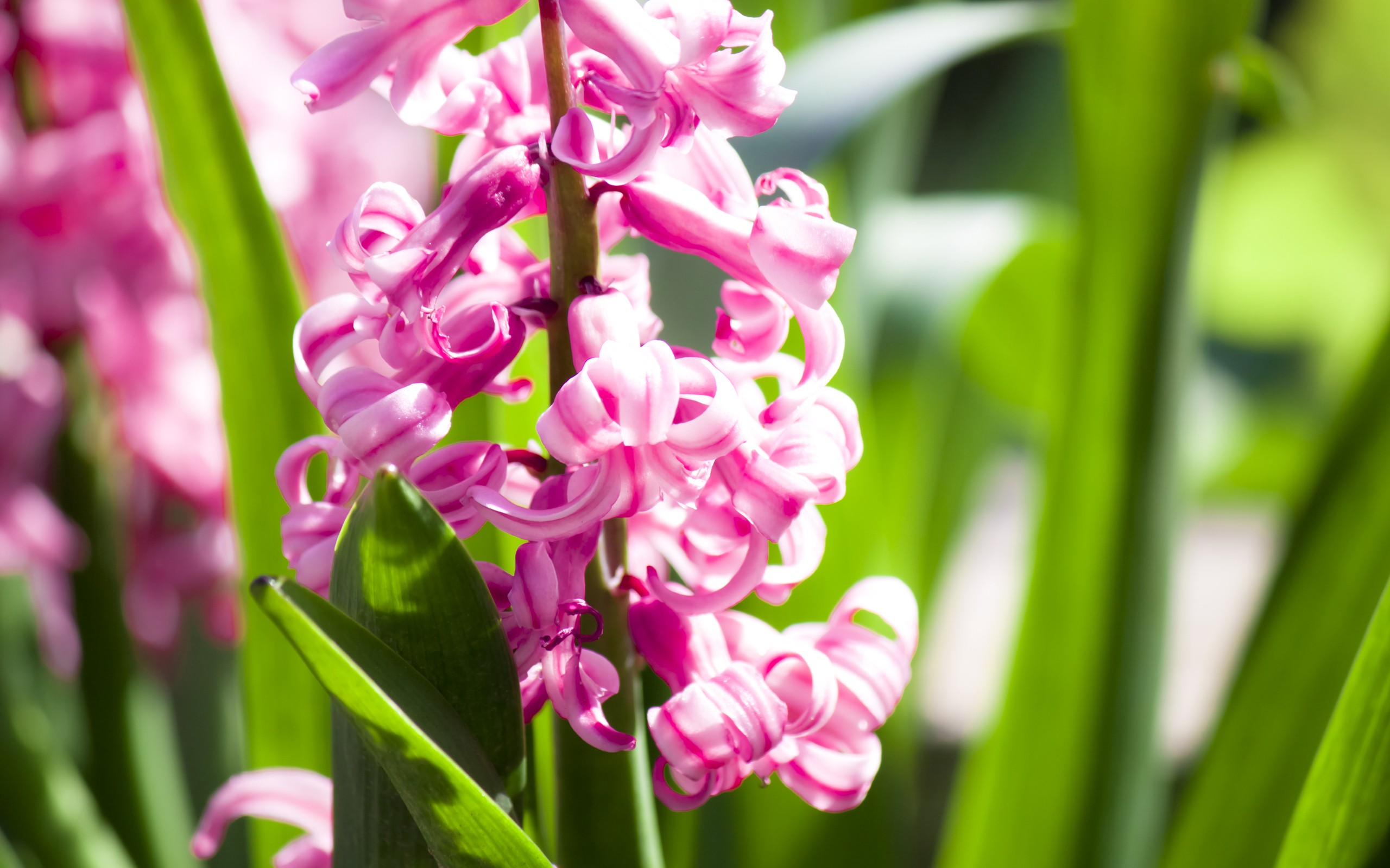 General 2560x1600 flowers pink flowers garden plants hyacinth nature
